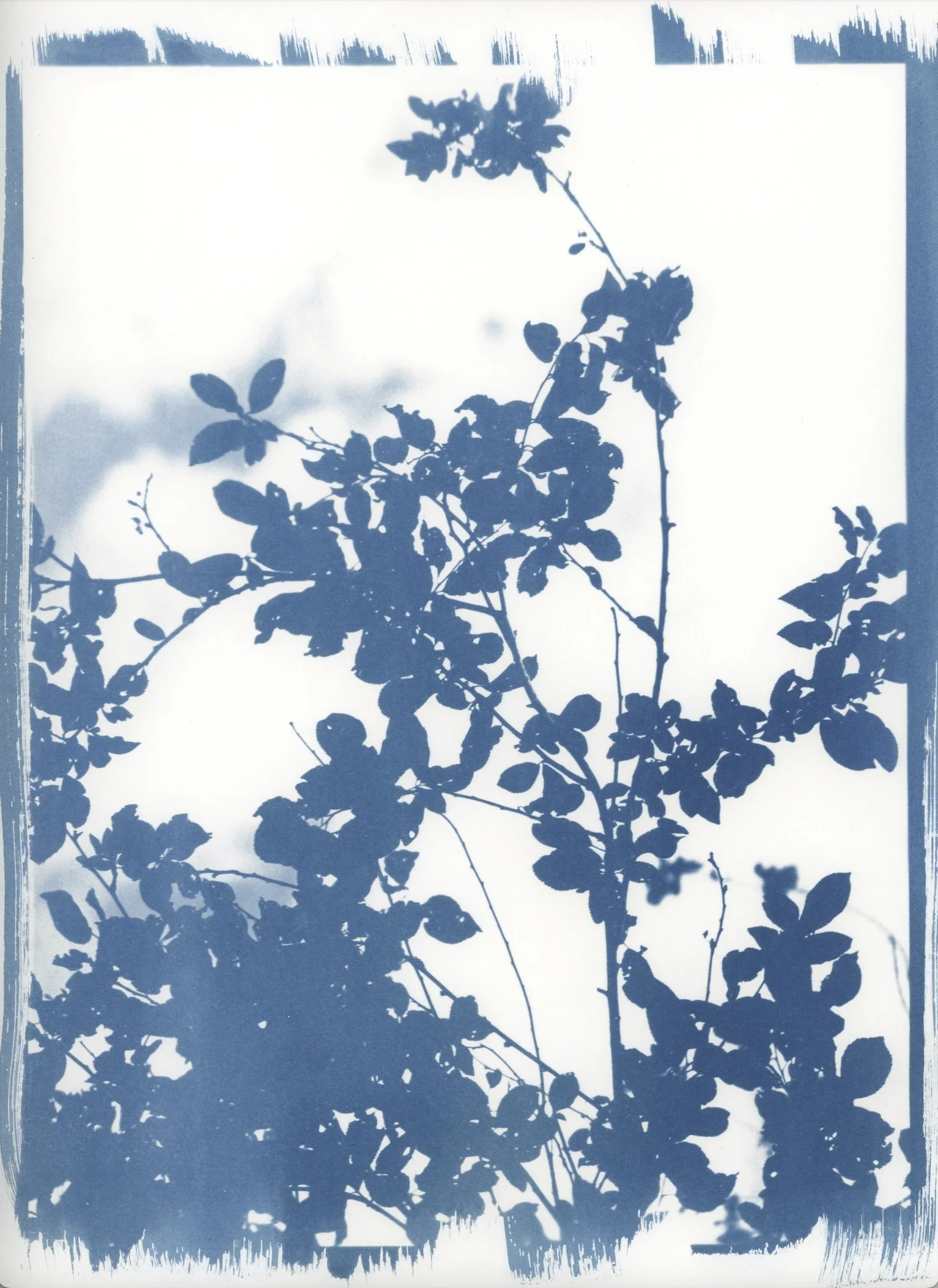 clear spring SG.jpg