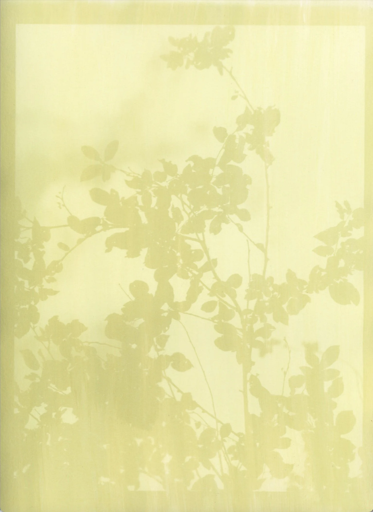 velvet hazy spring.jpg