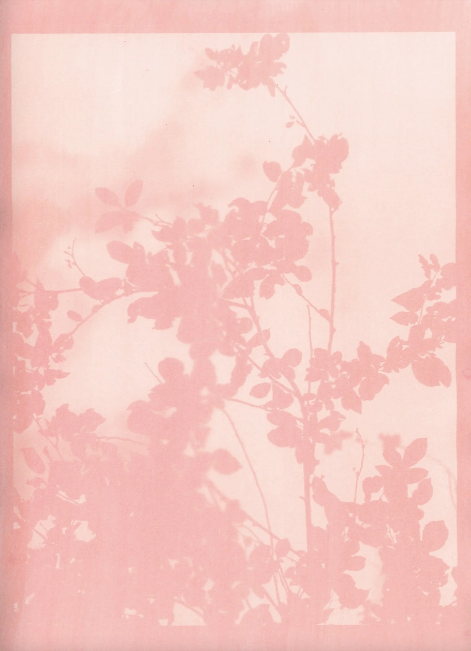 pink hazy spring SG.jpg
