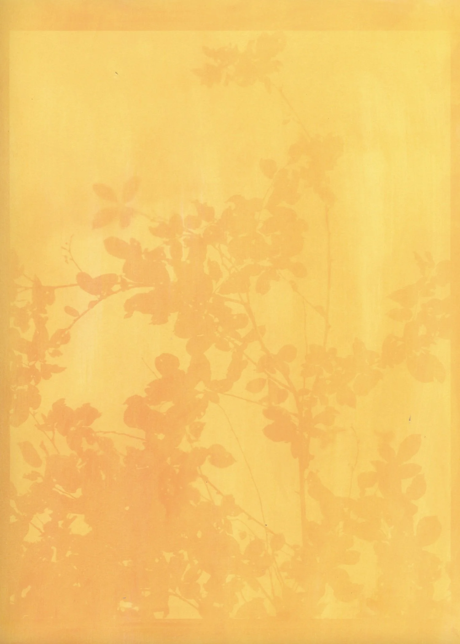 orange hazy spring.jpg