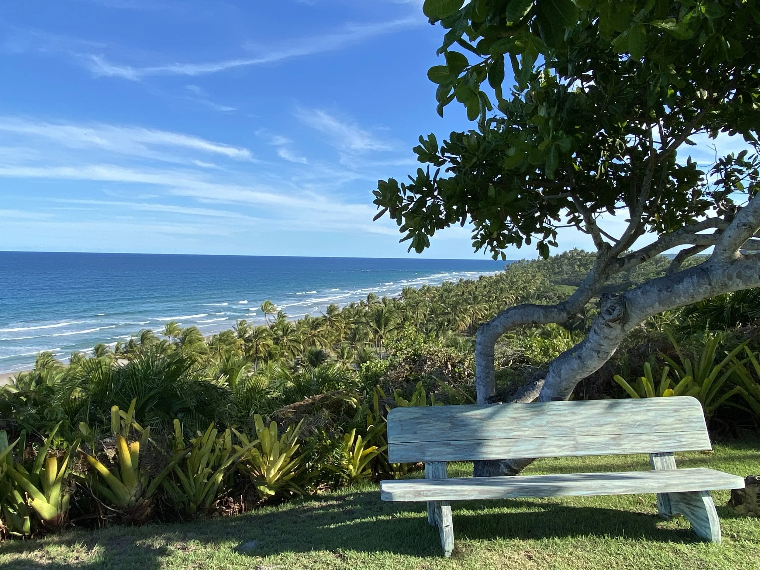 A wooden bench on an elevated grassy area above a beach in Bahia, surrounded by lush green plants and a large tree, with a view of the ocean and blue sky in the background.