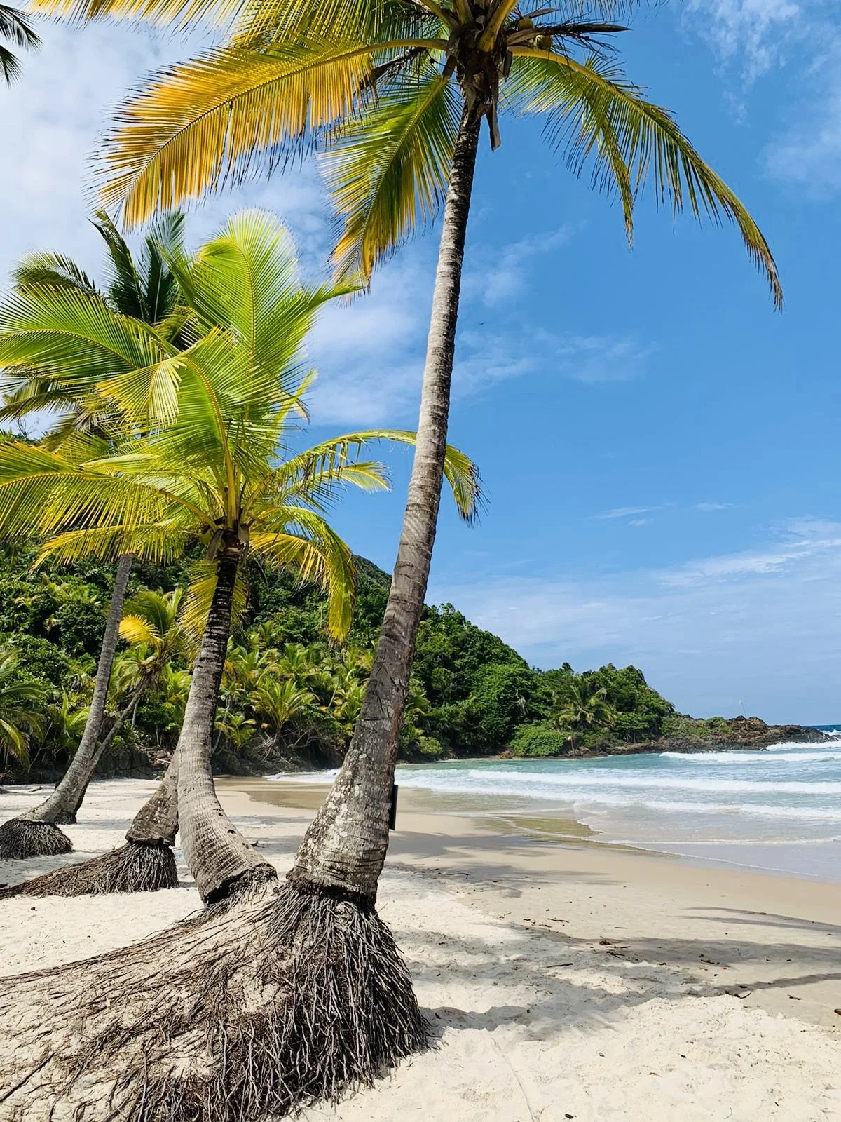 Beach scene with palm trees, white sand, green foliage, blue sky, and ocean waves.