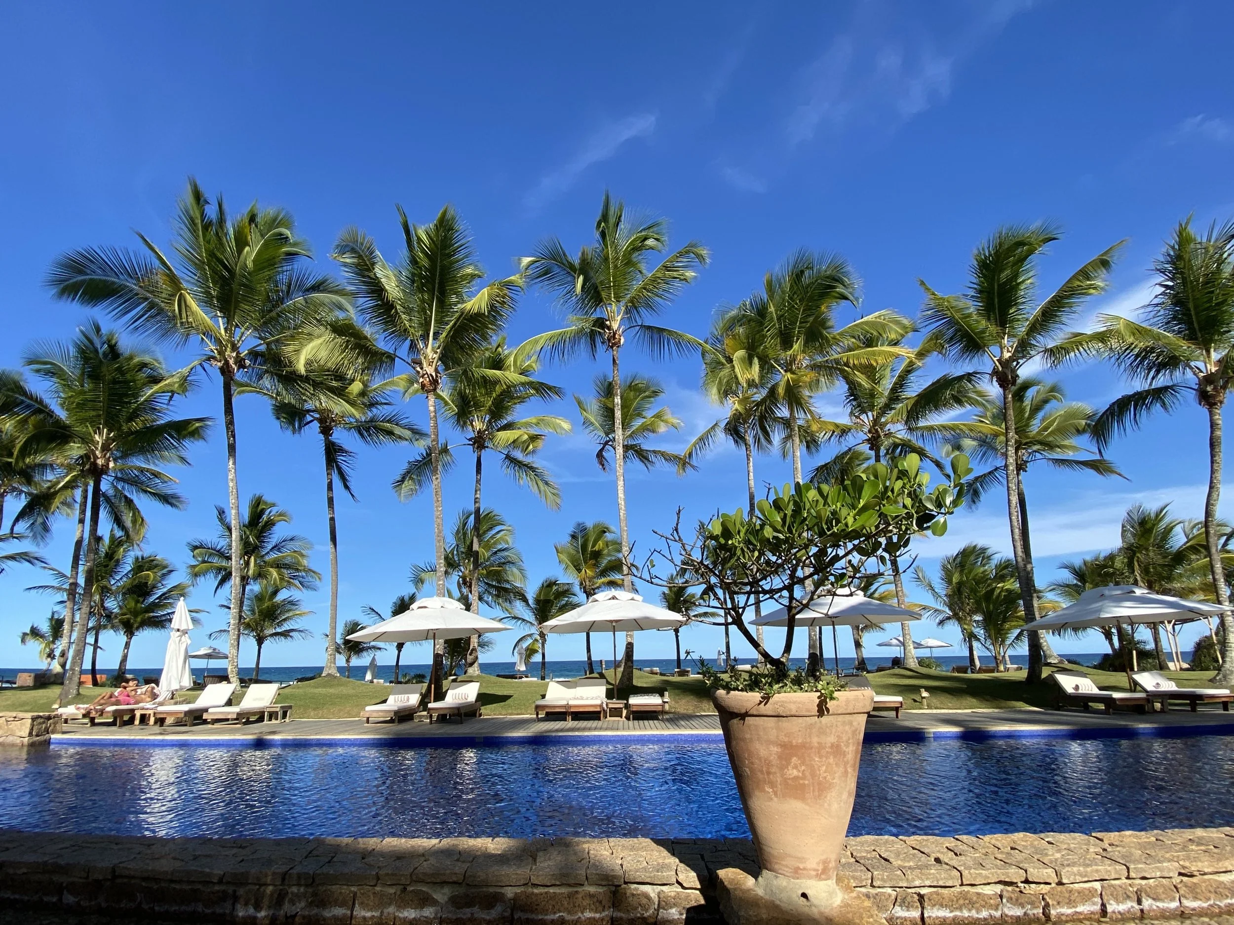 Poolside view with lounge chairs, large potted plant, palm trees, umbrellas, and ocean in the background under a clear blue sky.