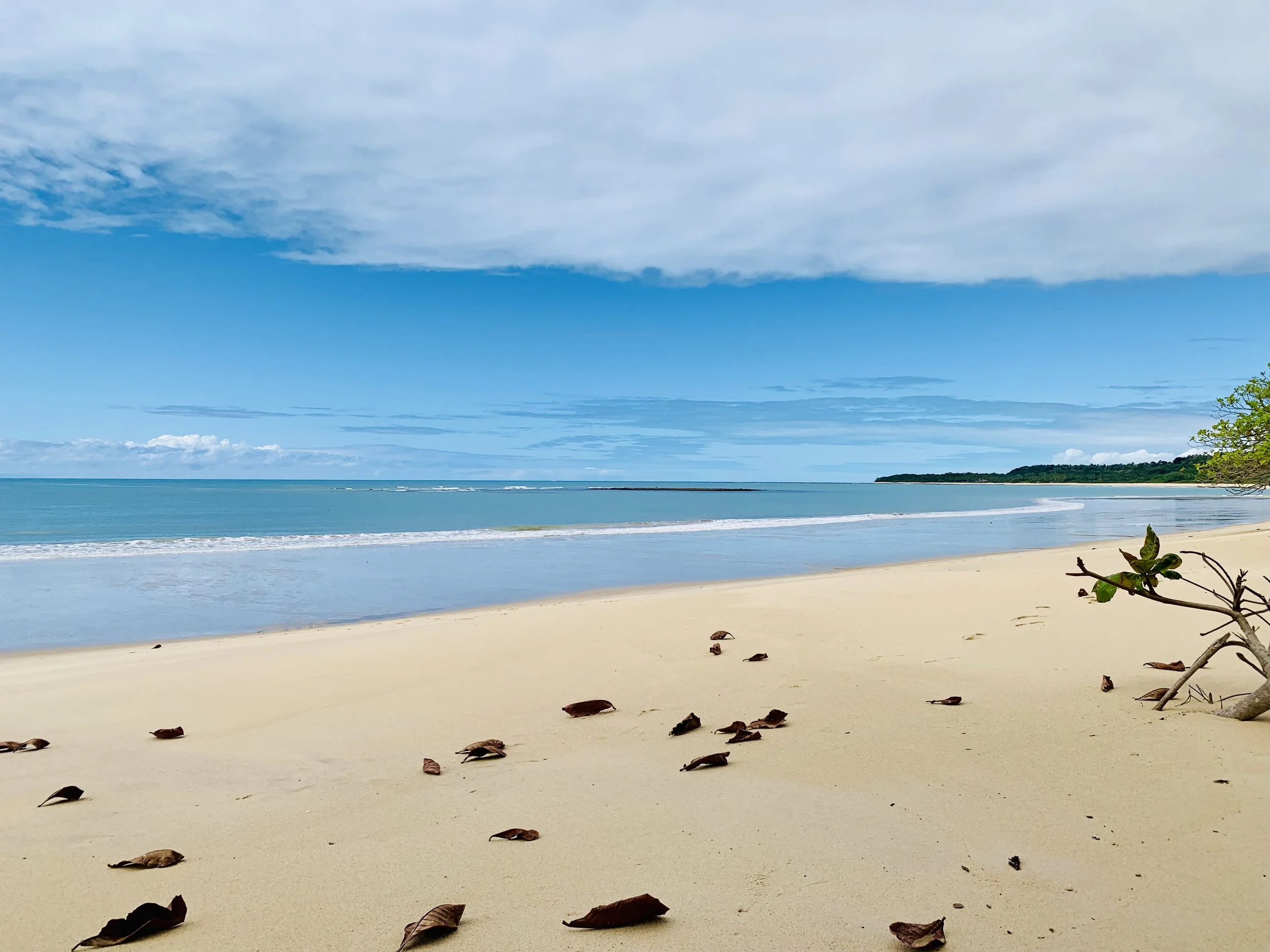 A sandy beach with scattered dried leaves, green foliage in the foreground and a turquoise ocean under a sky with thin white clouds.