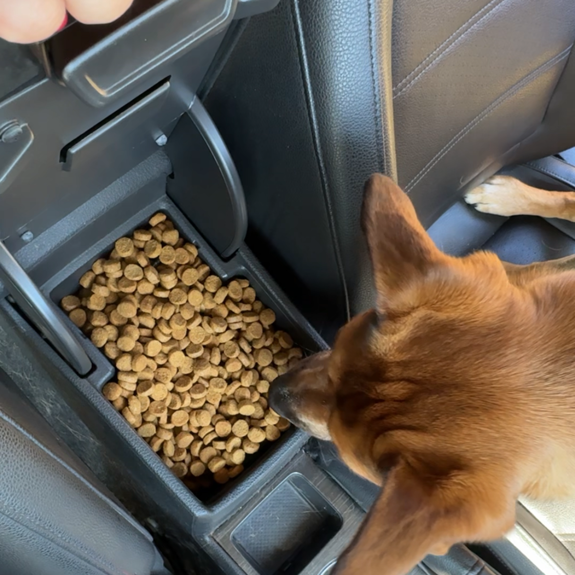 A dog with brown fur is sniffing a car console full of dry dog food inside a vehicle, next to a black leather seat.