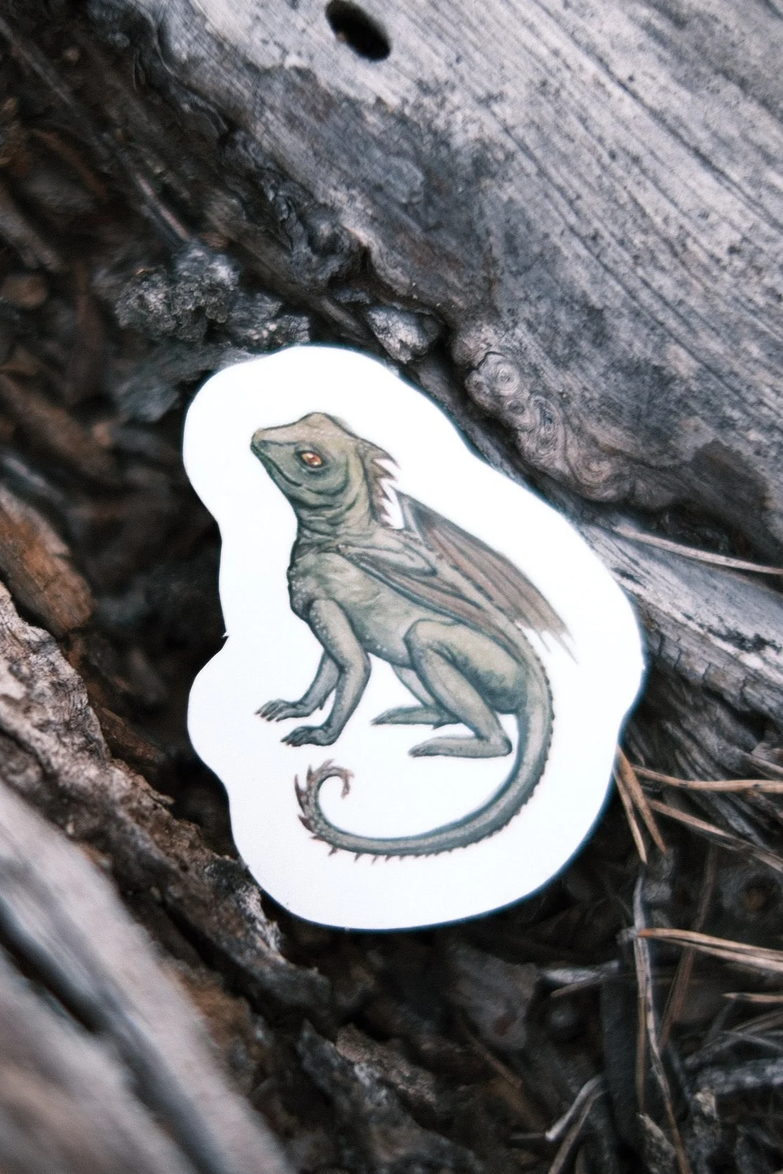 Draco lacerta - Sticker