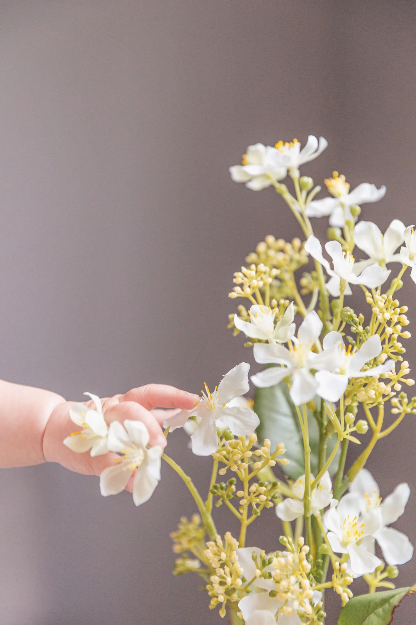 Hand holding a white flower near a bouquet of white flowers with yellow stamens against a plain gray background.