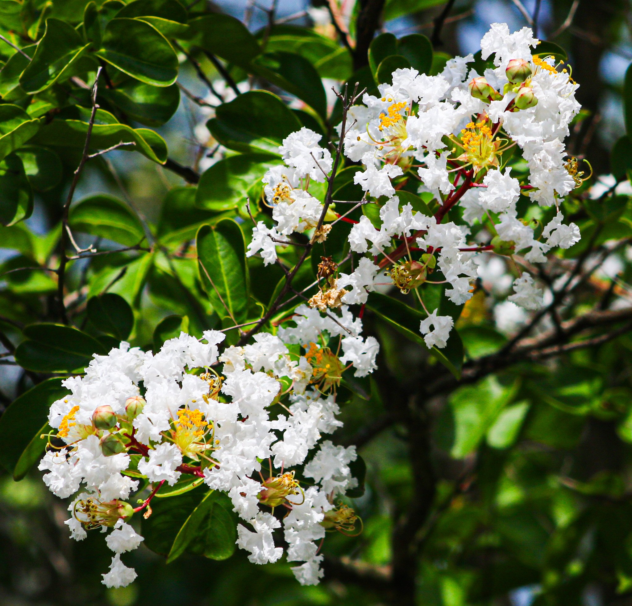 White flowers