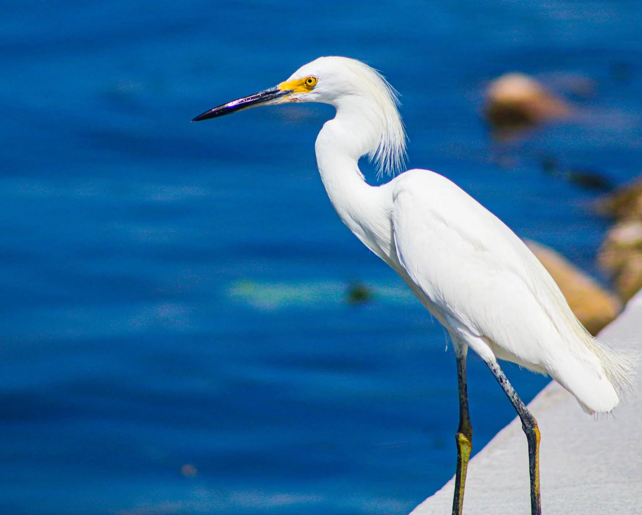 White Heron Framed Print (11x14)