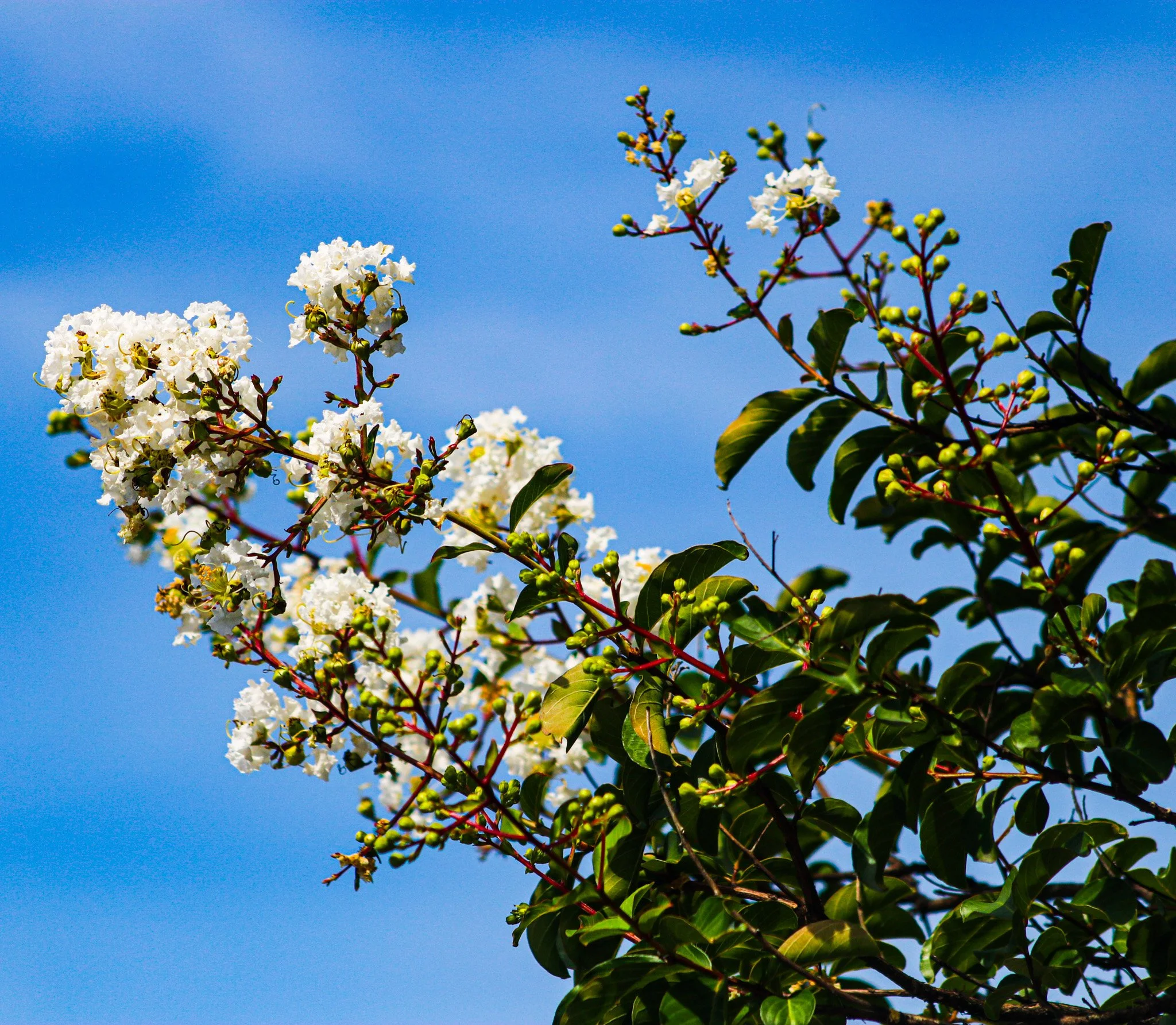 White flowers on tree