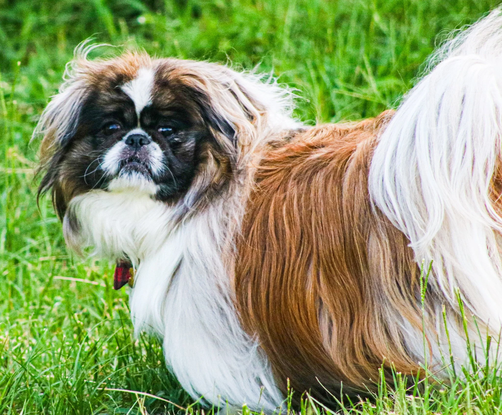 Pekignese dog