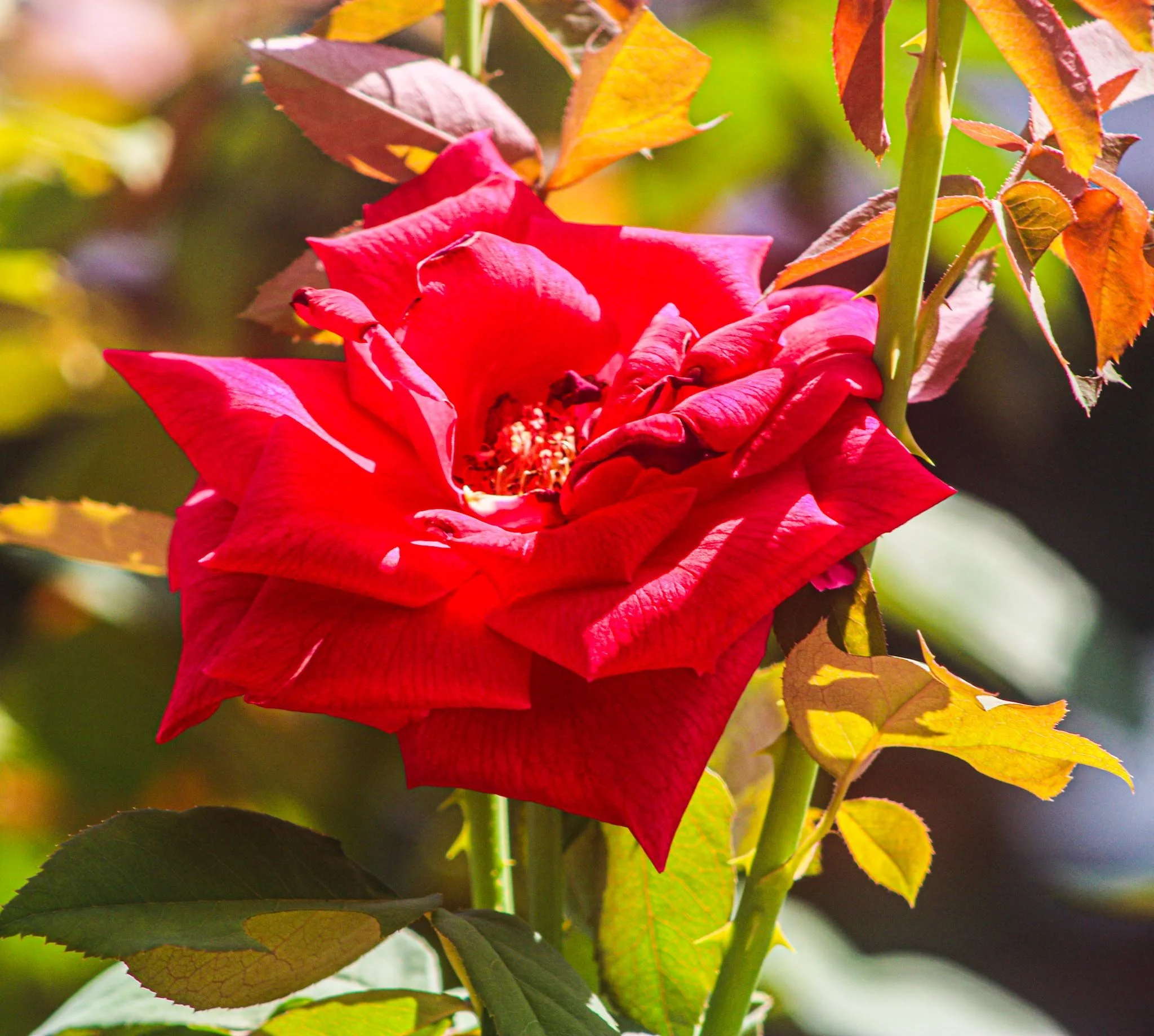 Red Rose Canvas Print (12x14)