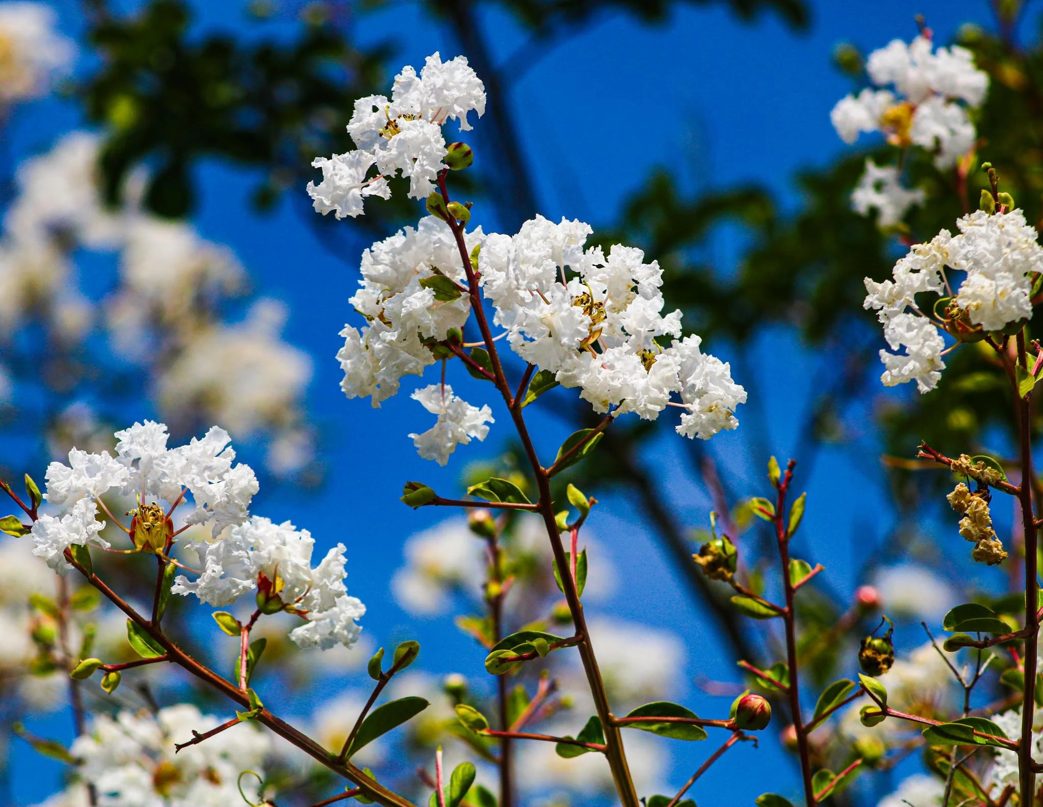 White Flower on Branch Canvas Print (12x14)