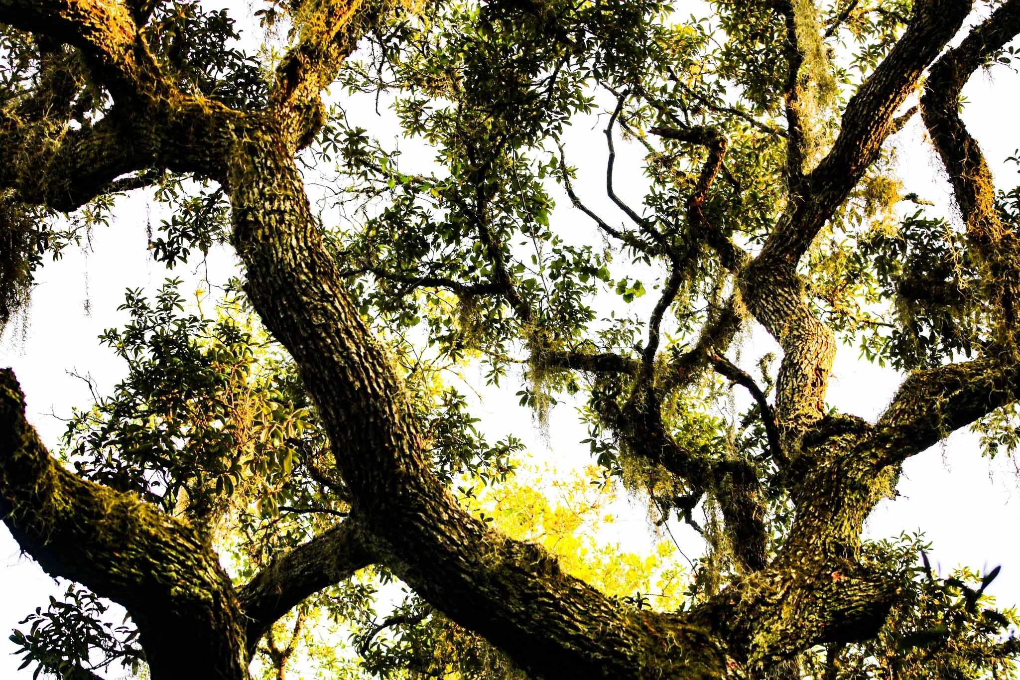 Starky park trees