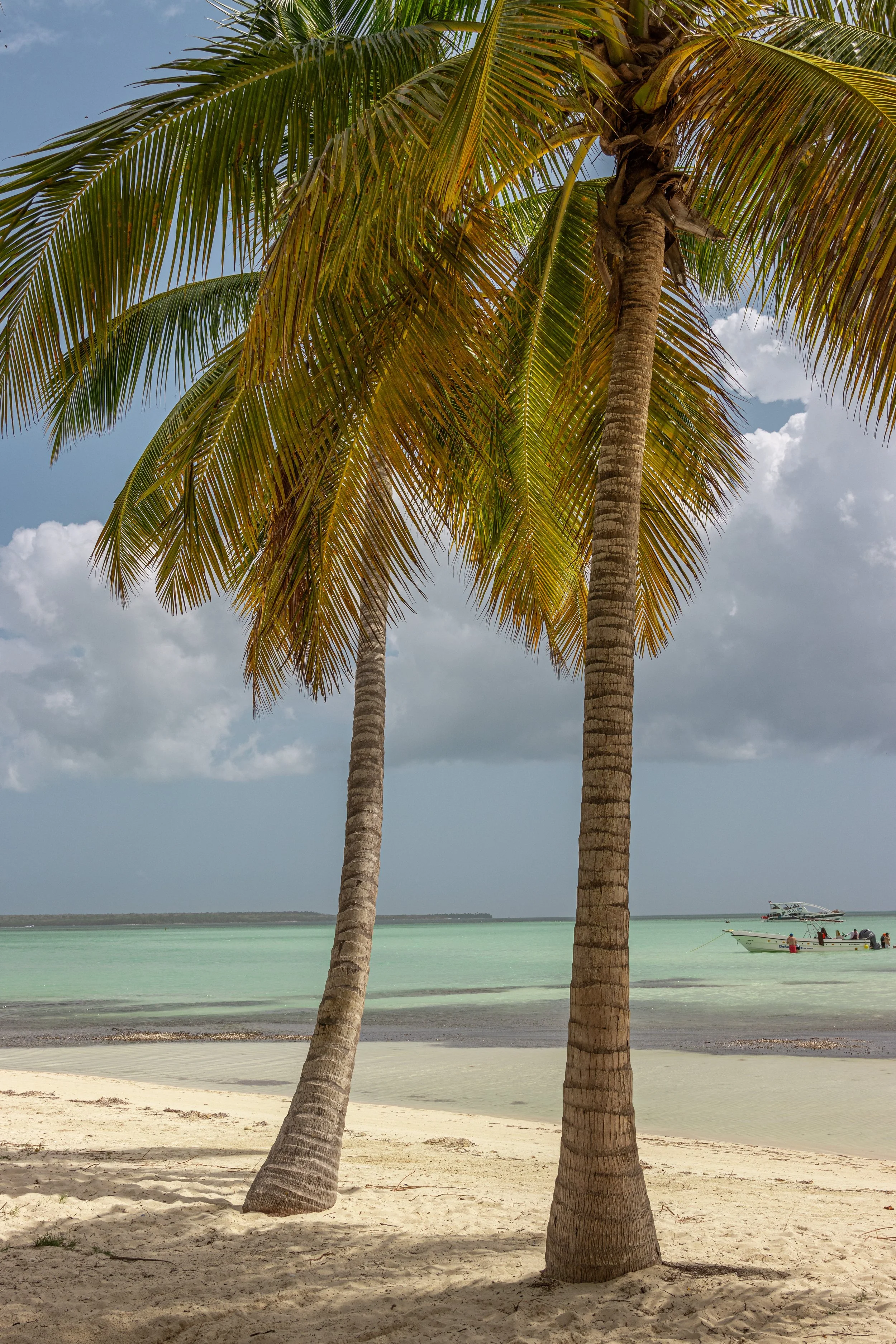 Two palm trees along a sandy beach in front of a calm, light green ocean with a boat in the water and a cloudy sky overhead.