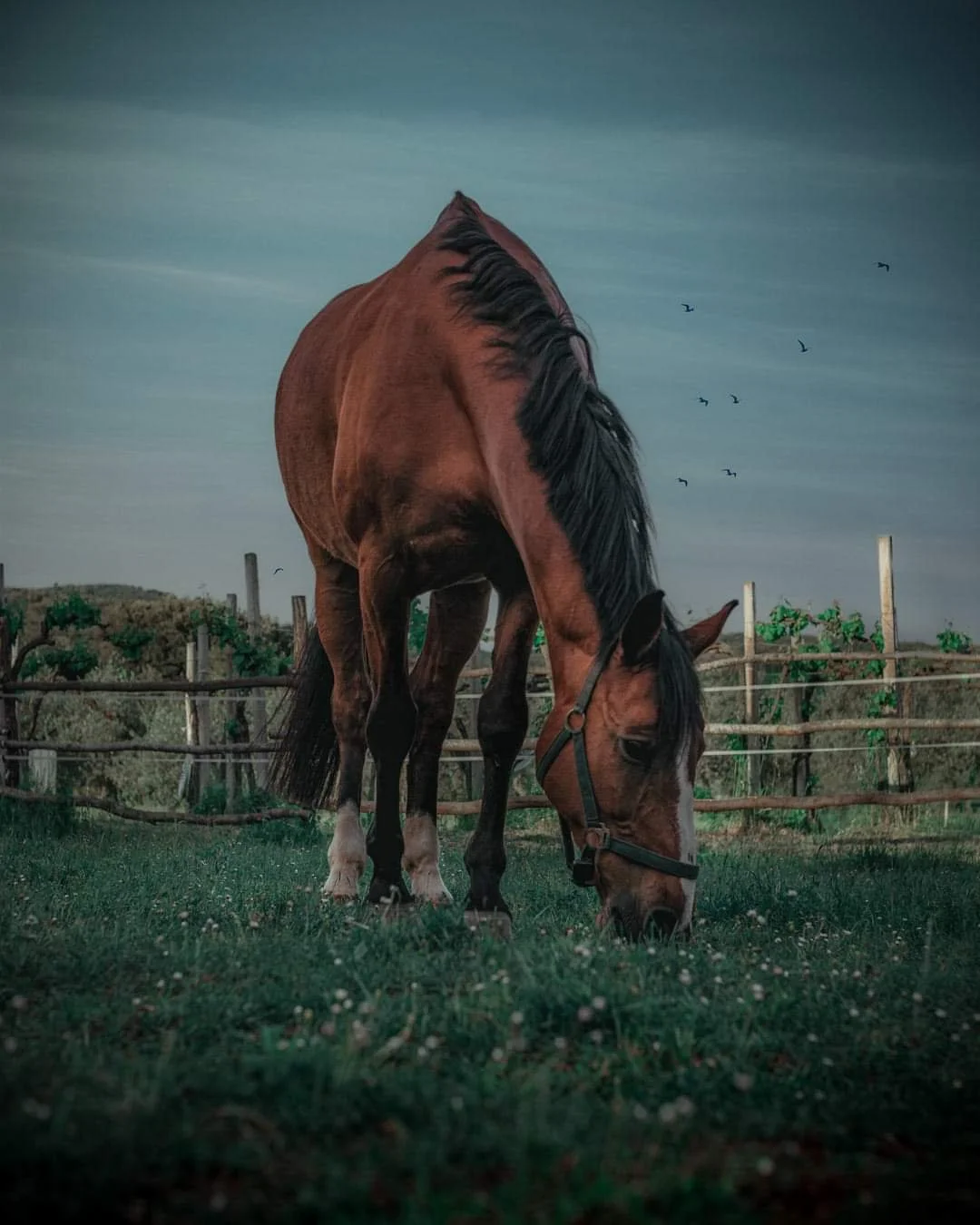 A brown horse with a black mane grazing on grass in a pasture, with a wooden fence and trees in the background under a sky with birds flying.