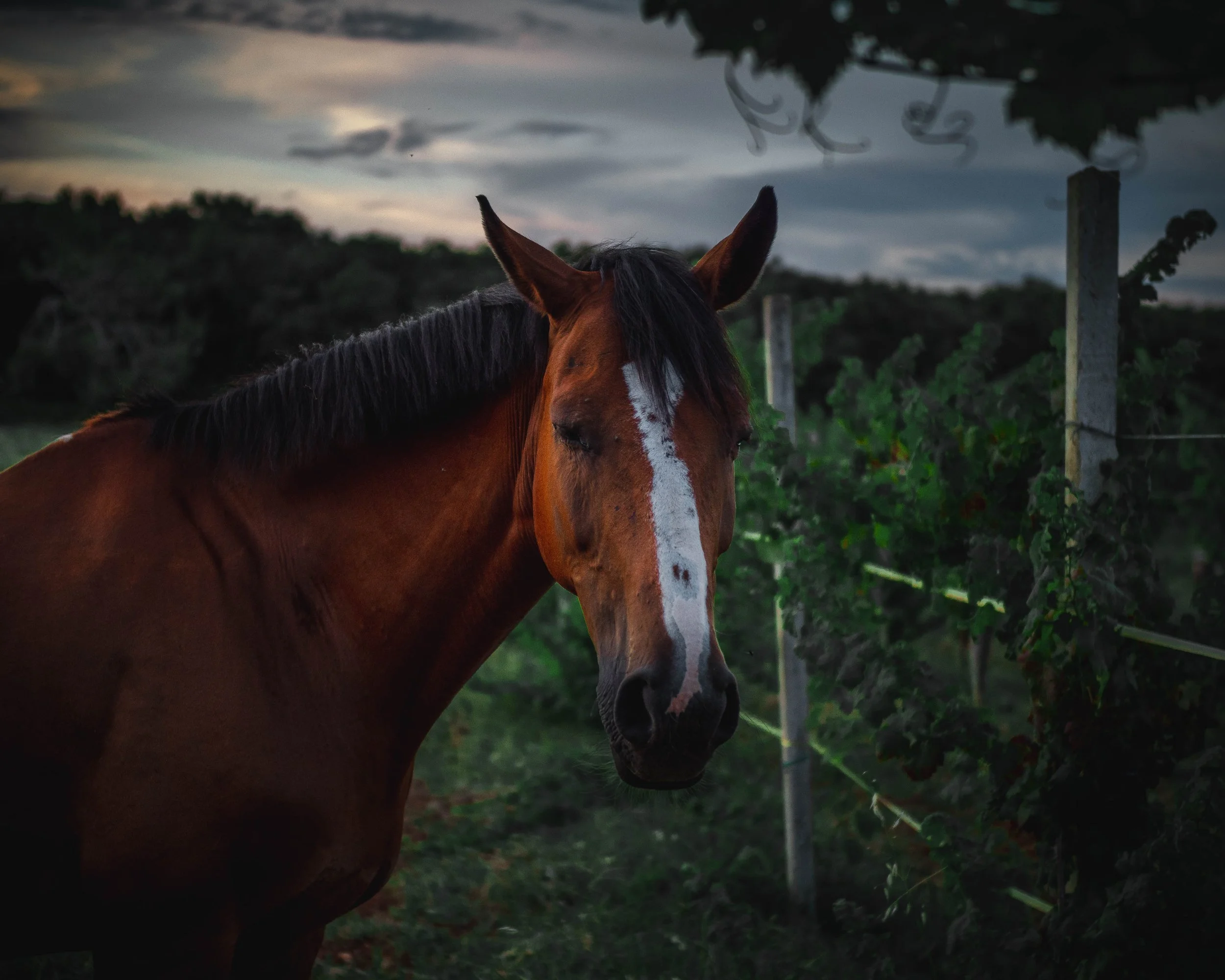 A brown horse with a white stripe on its face standing in a field during dusk, with a cloudy sky and some greenery in the background.