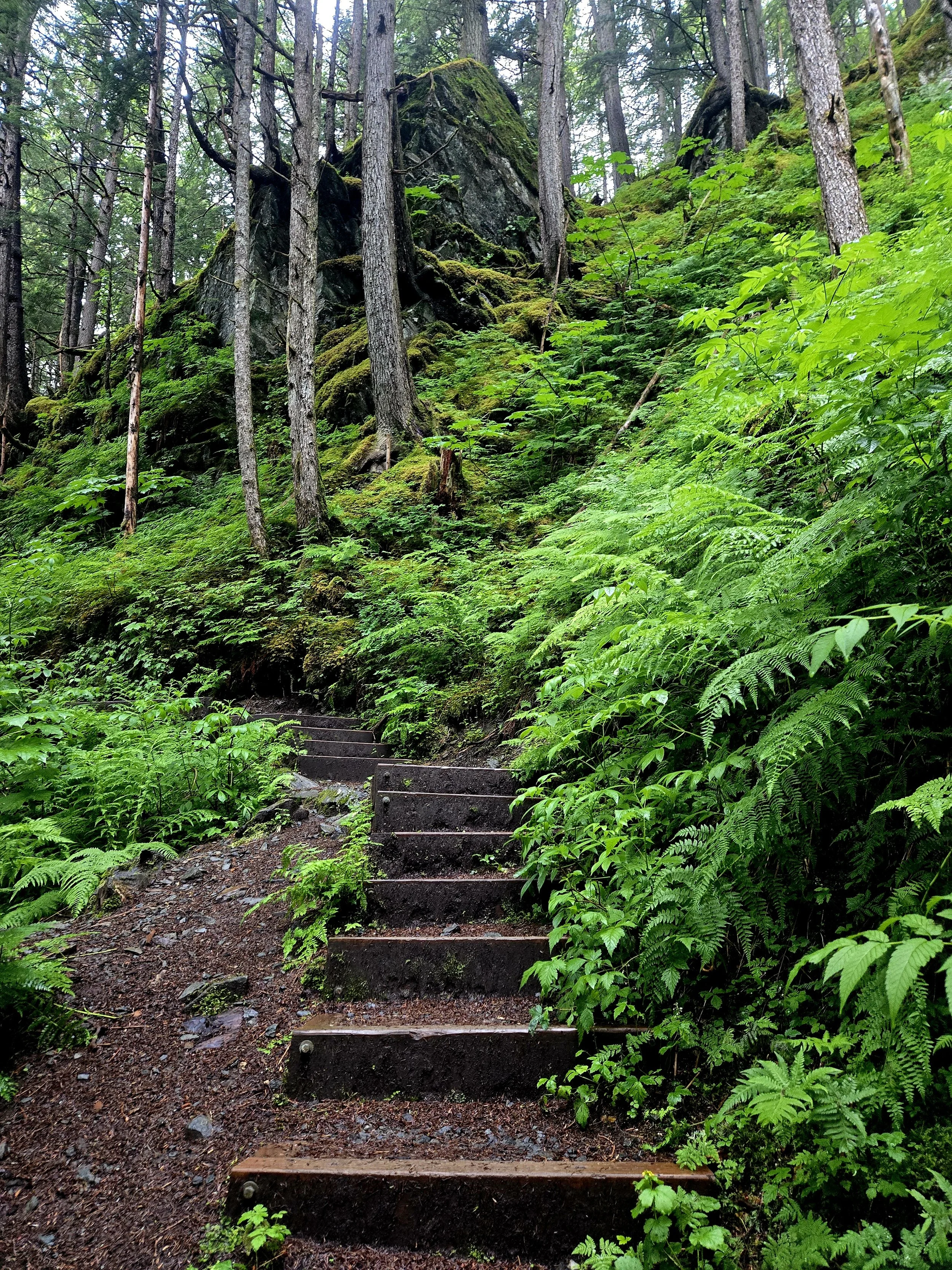 Wooden steps on a forest trail leading uphill through lush green foliage and tall trees in a dense forest.