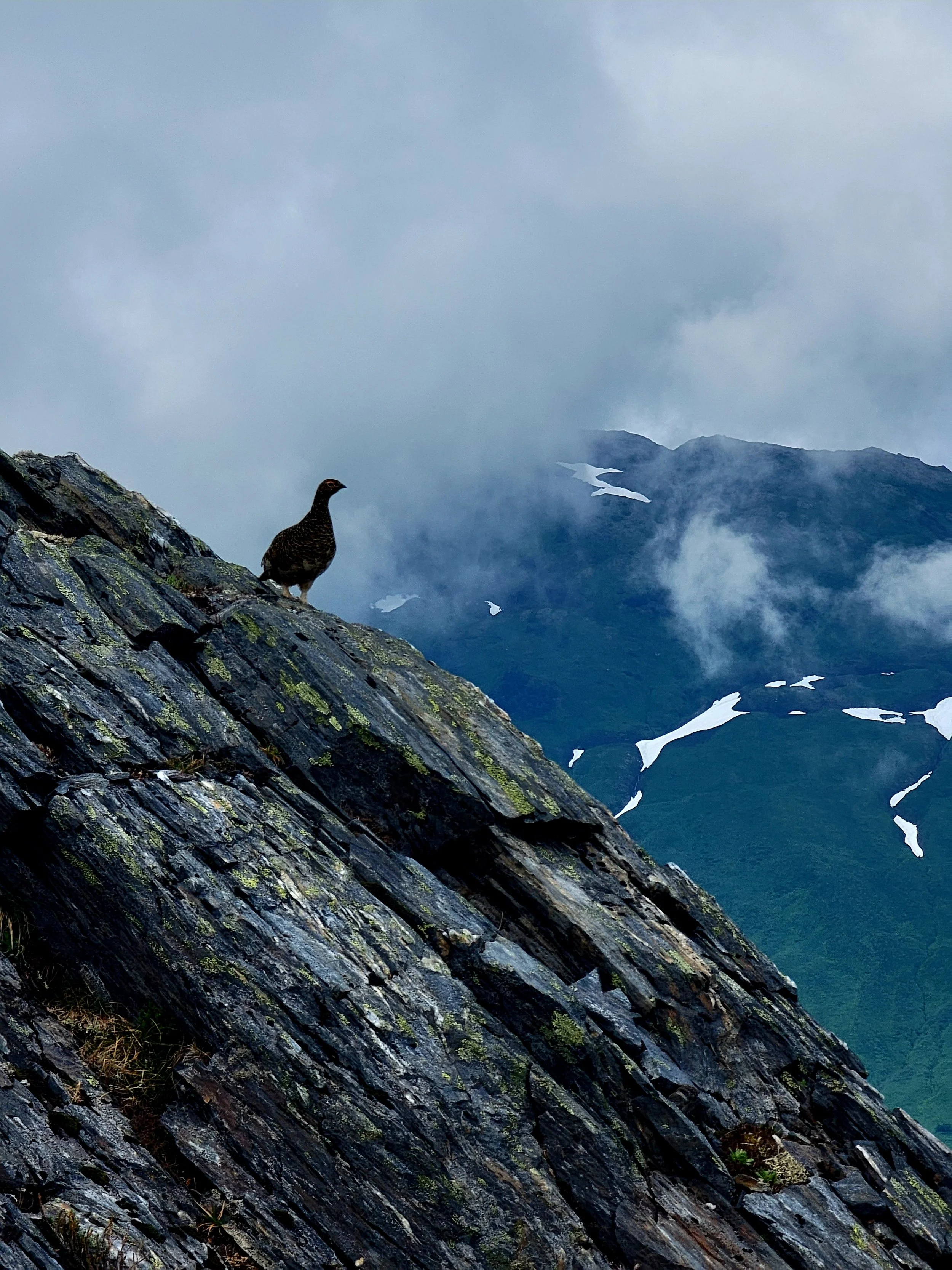 A bird perched on a moss-covered rocky slope with mountain peaks and cloudy sky in the background.