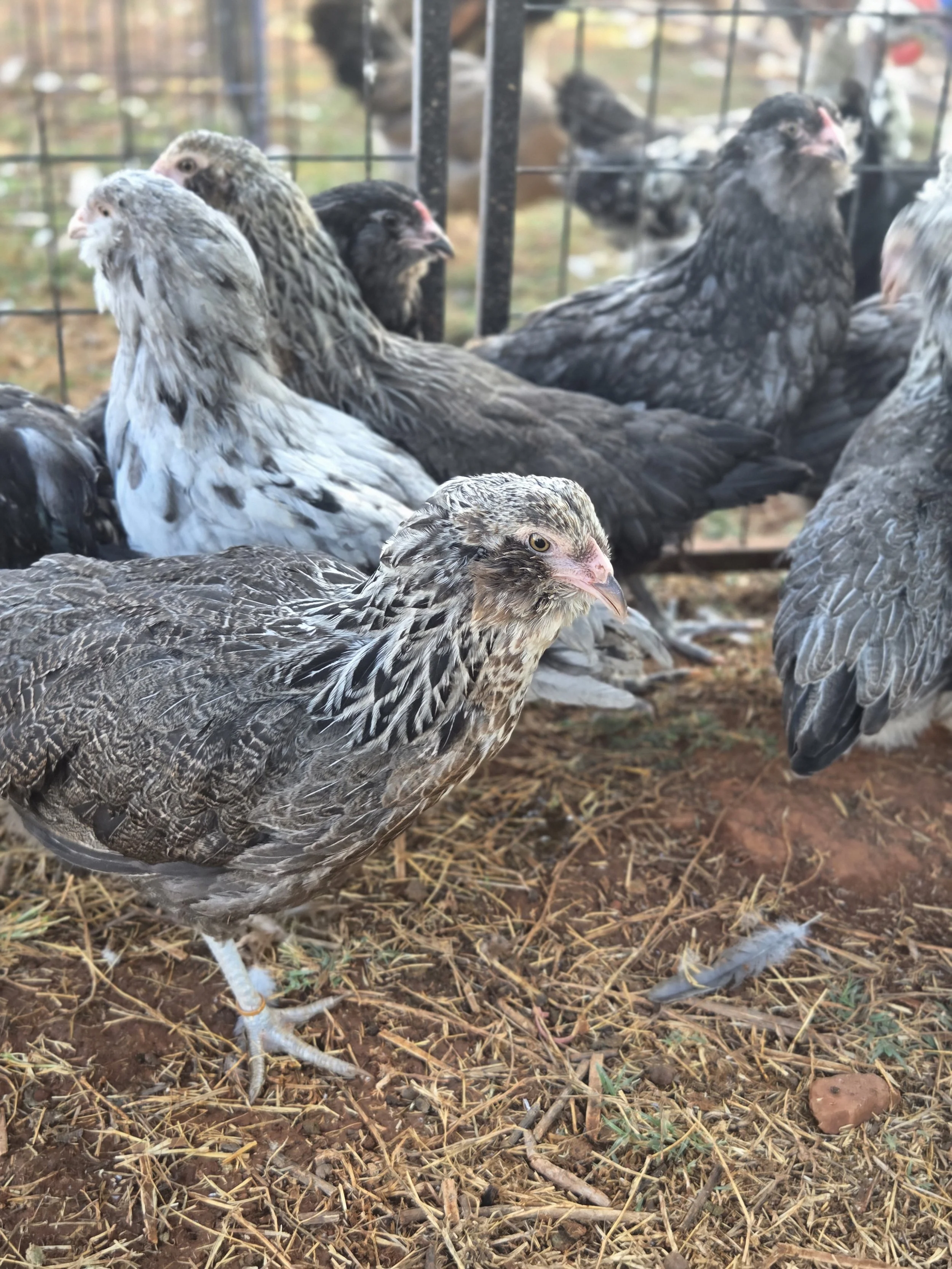 Steve liked this Pullet - pulled her to show