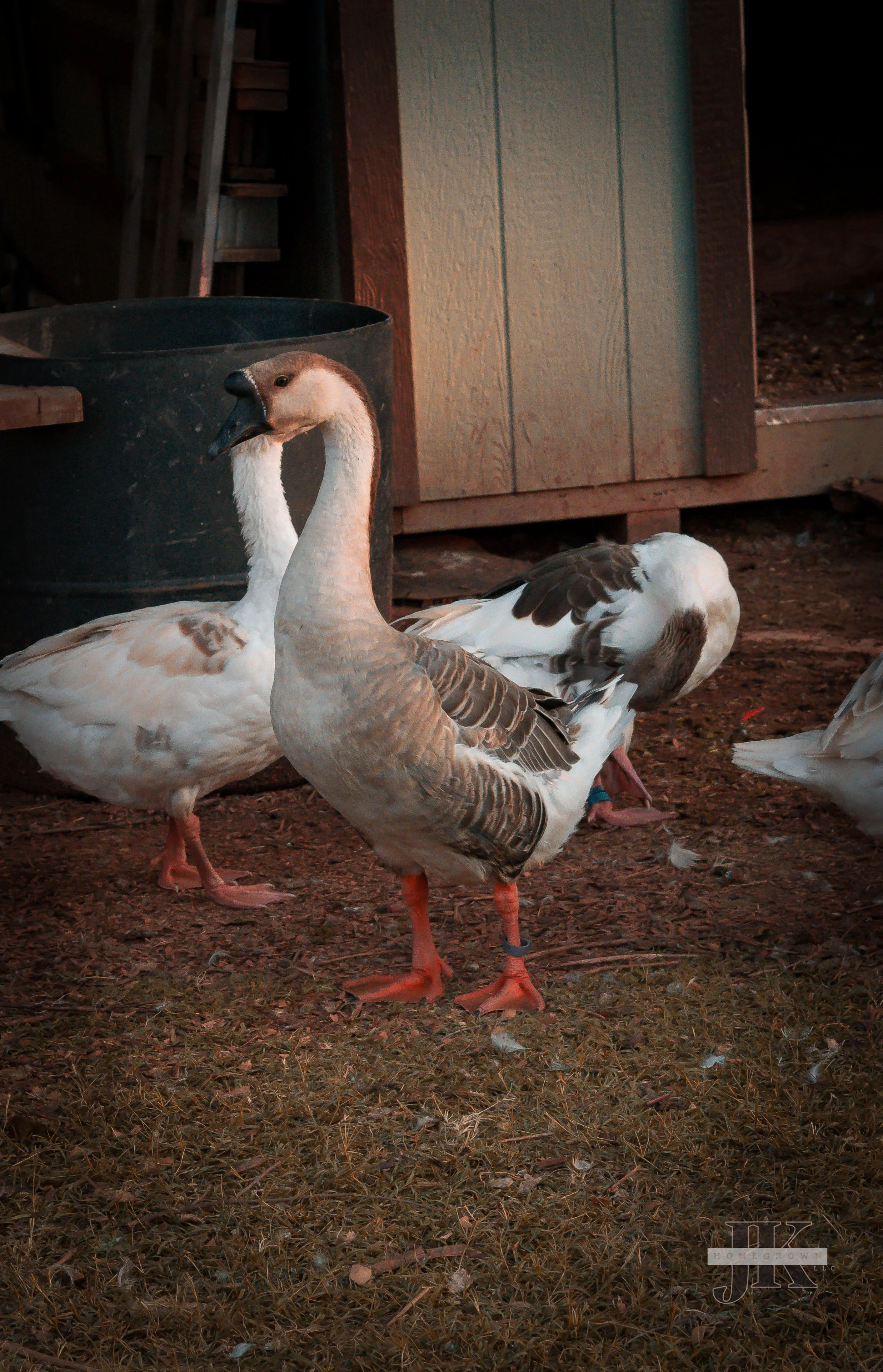 DSC_0222.jpg