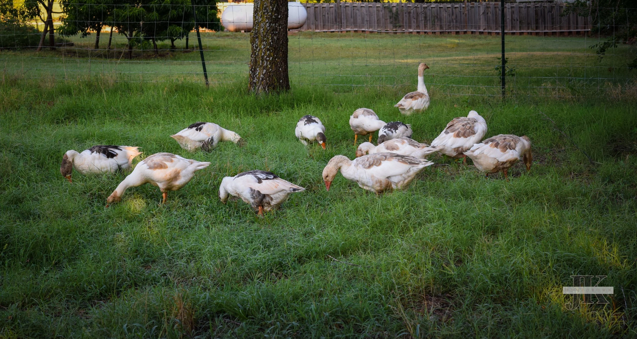 Pomeranian Geese