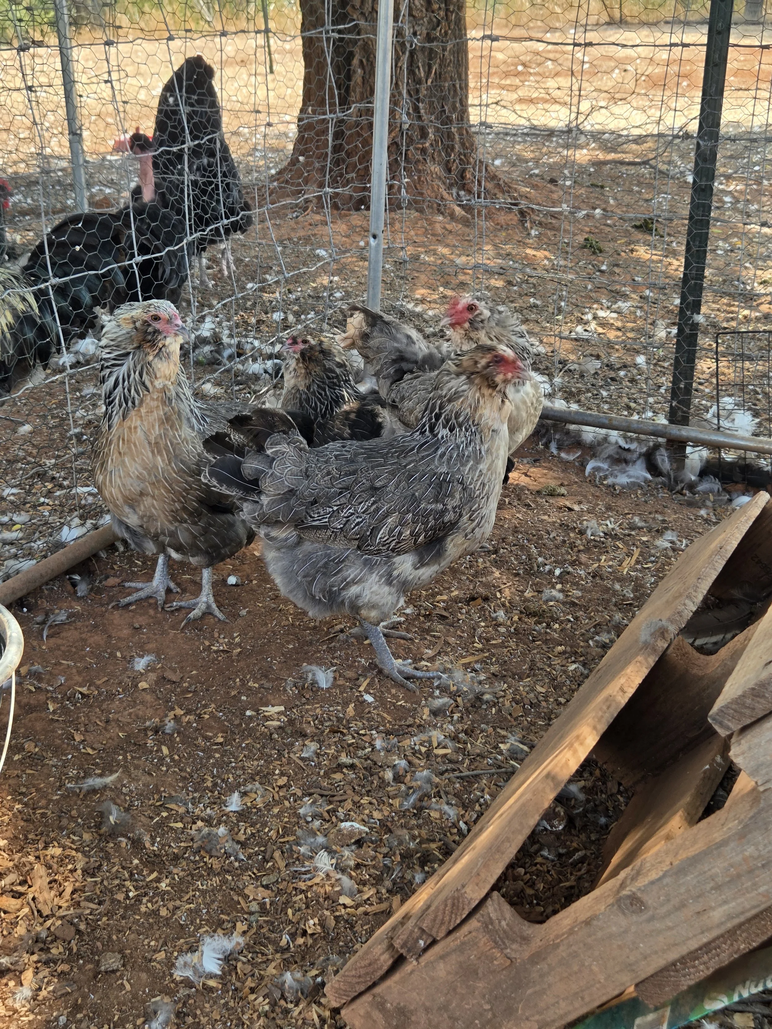 The hens are looking less scruffy now!