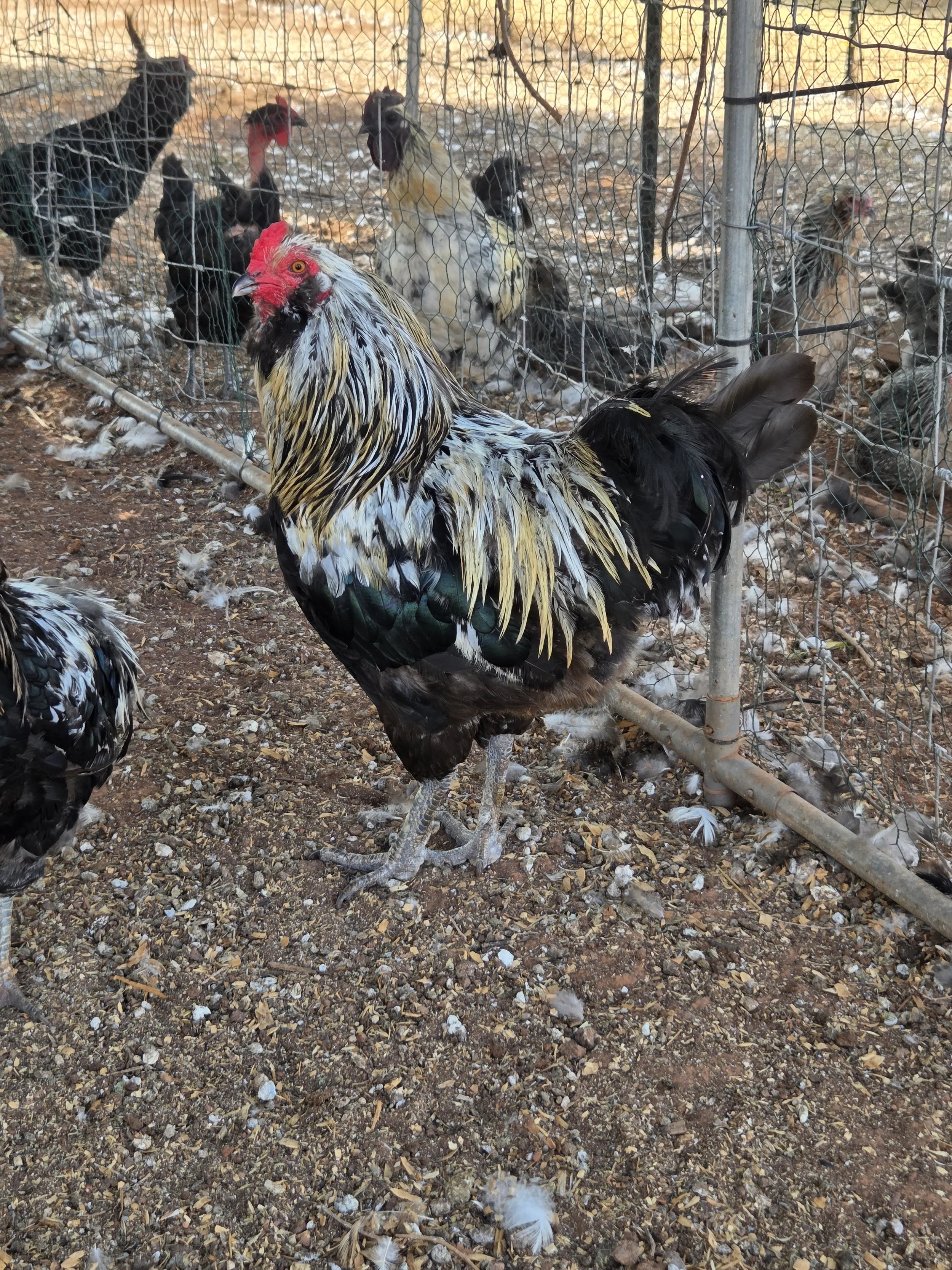 One of the older cocks, I'm not a fan of his comb but that can be fixed. 