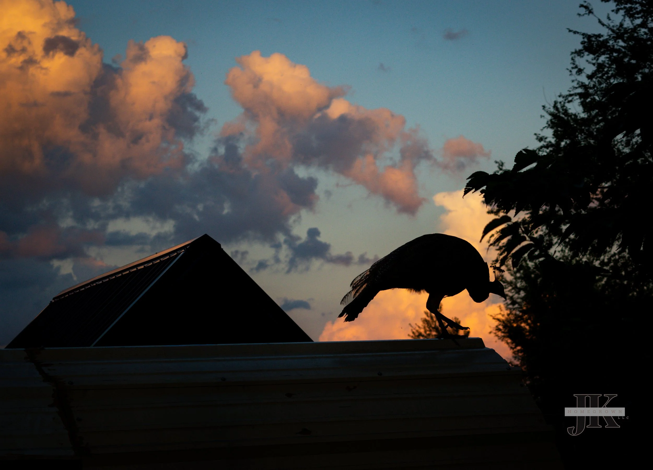 DSC_0463.jpg