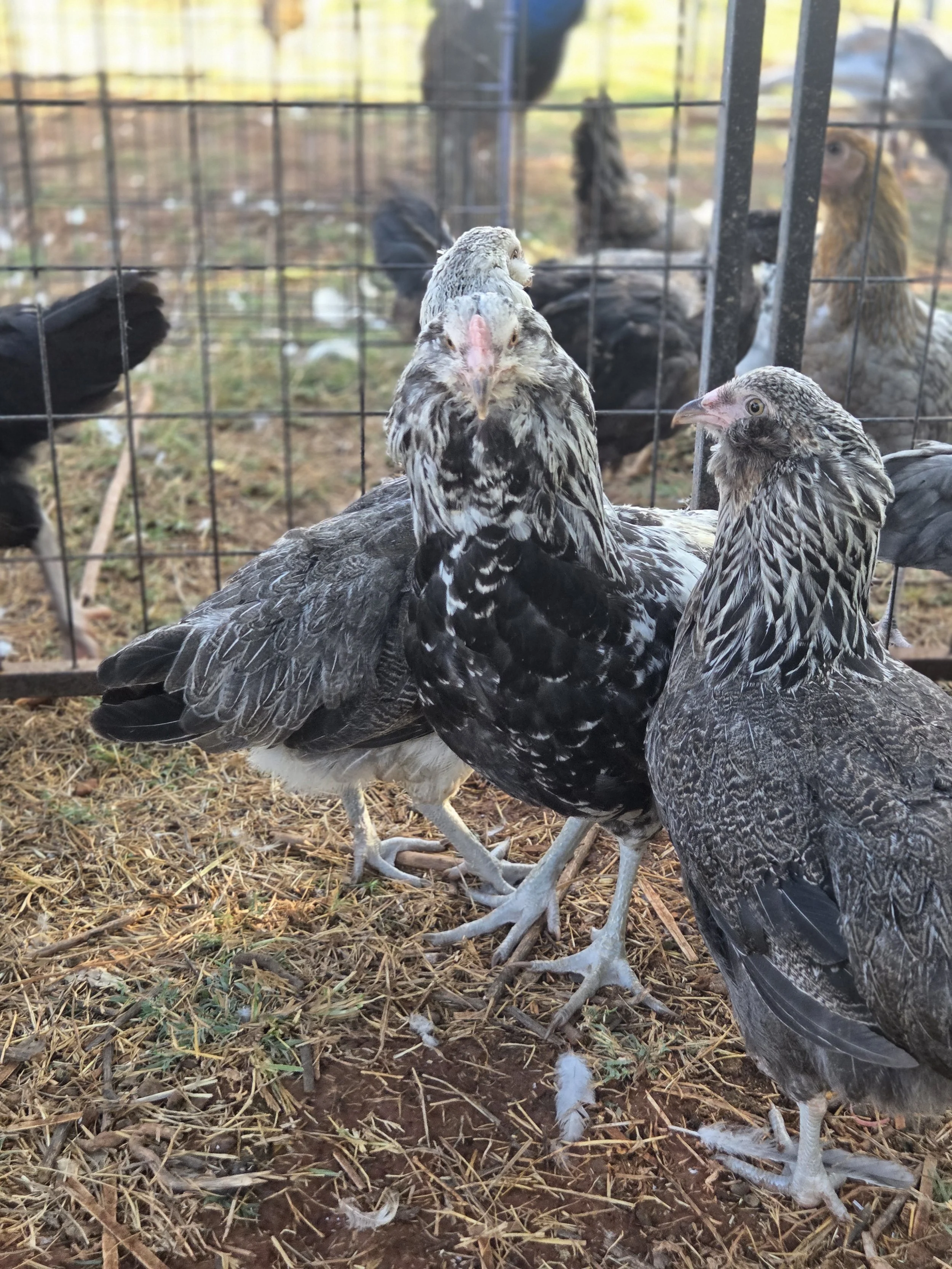The 2026 ameraucana grow outs