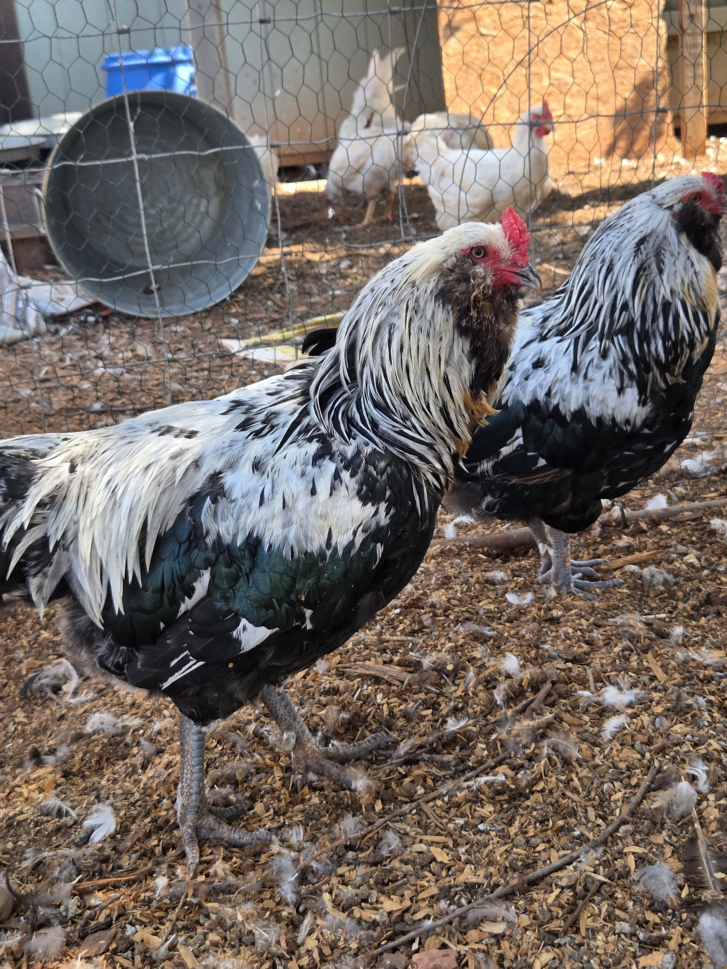 Making decisions on which cock to show - this one has less brass but that comb needs work