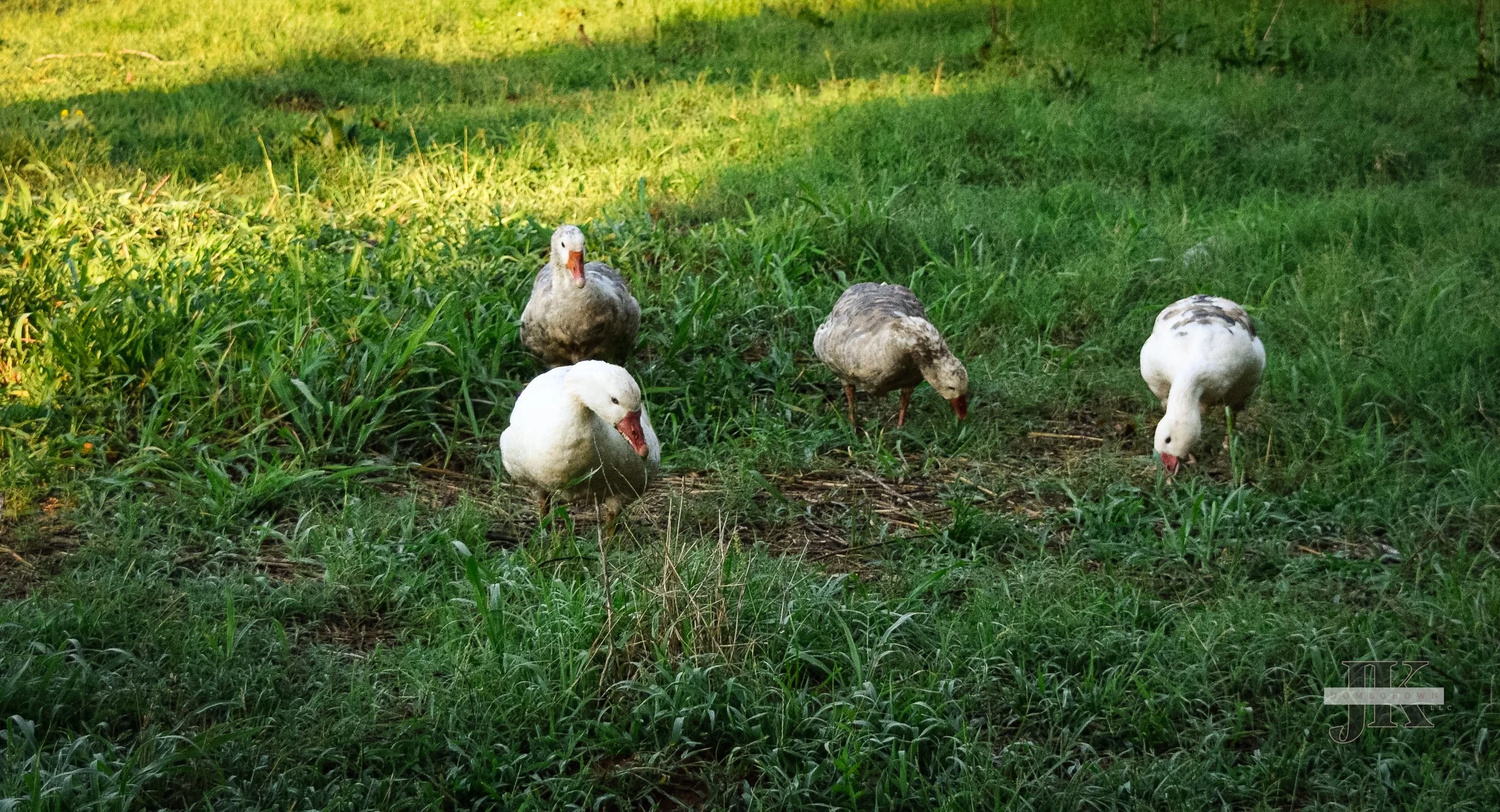 Cotton Patch Geese
