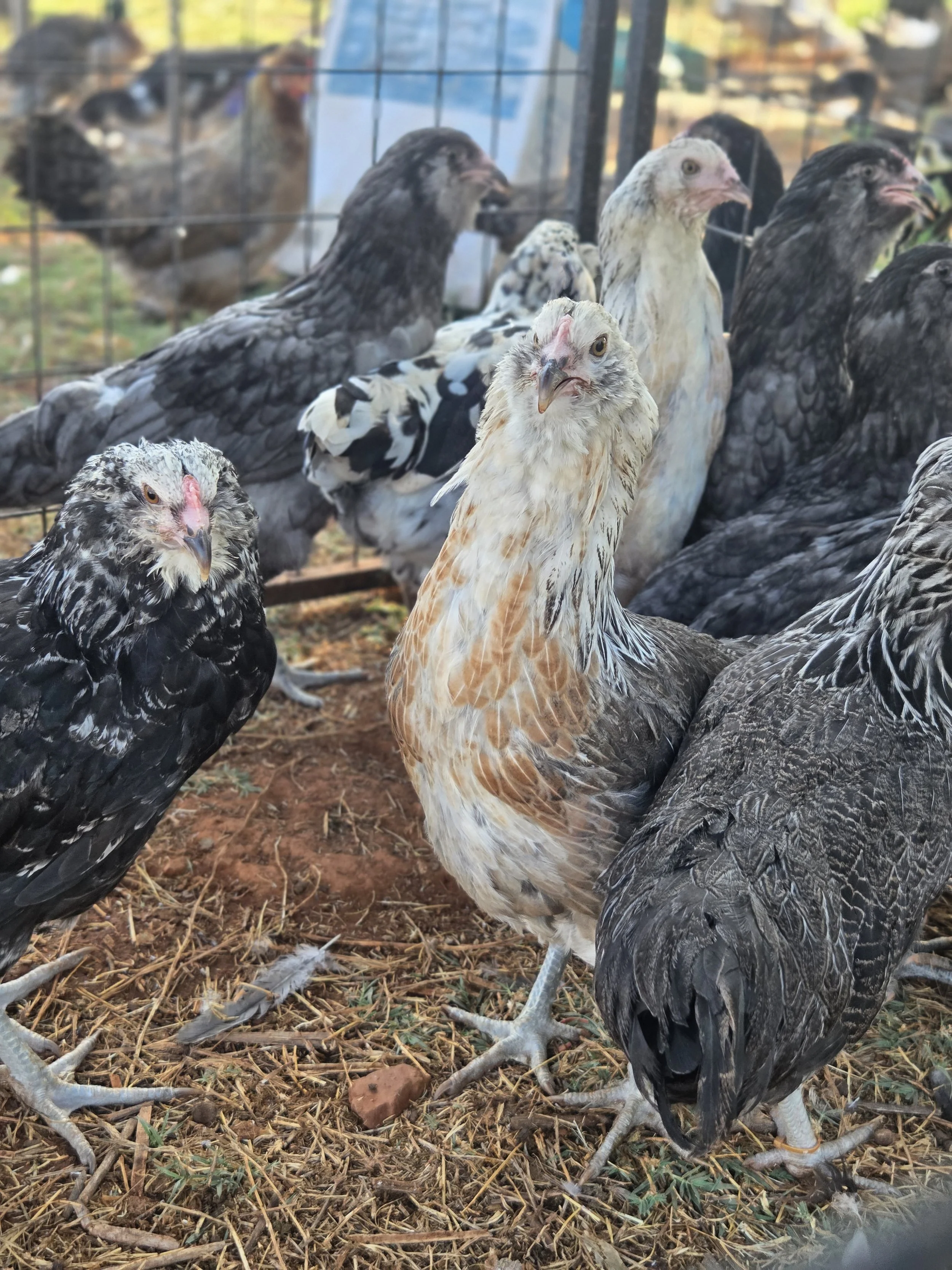 A Mojo pullet