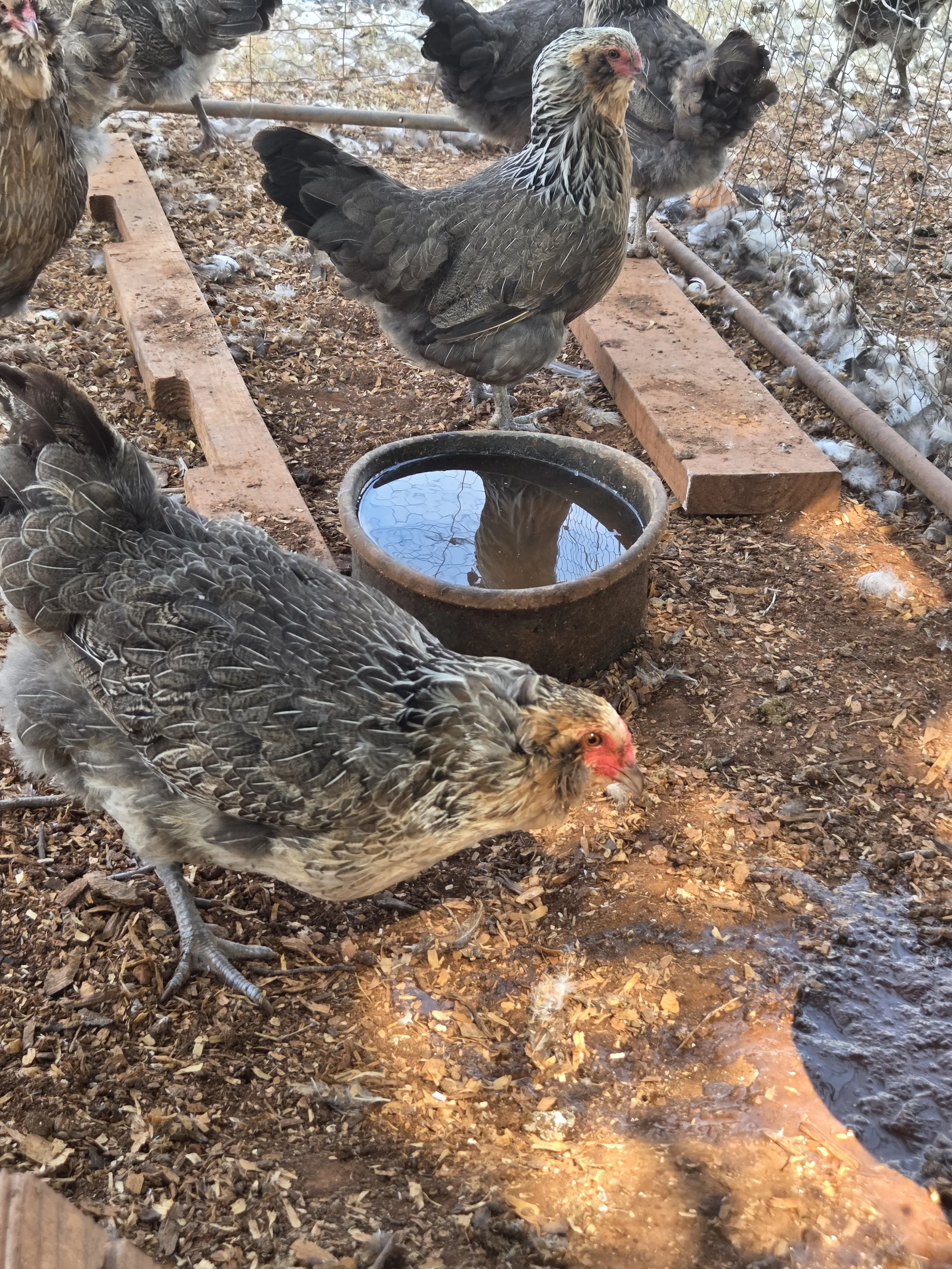The hens are looking less scruffy now!