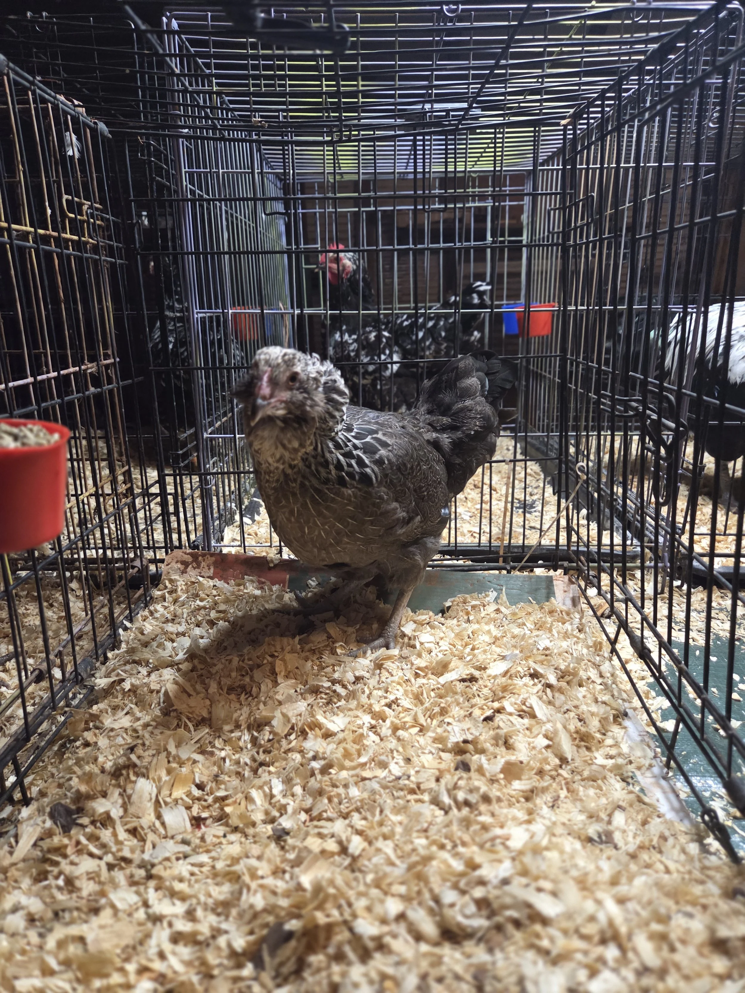 A Silver Ameraucana pullet