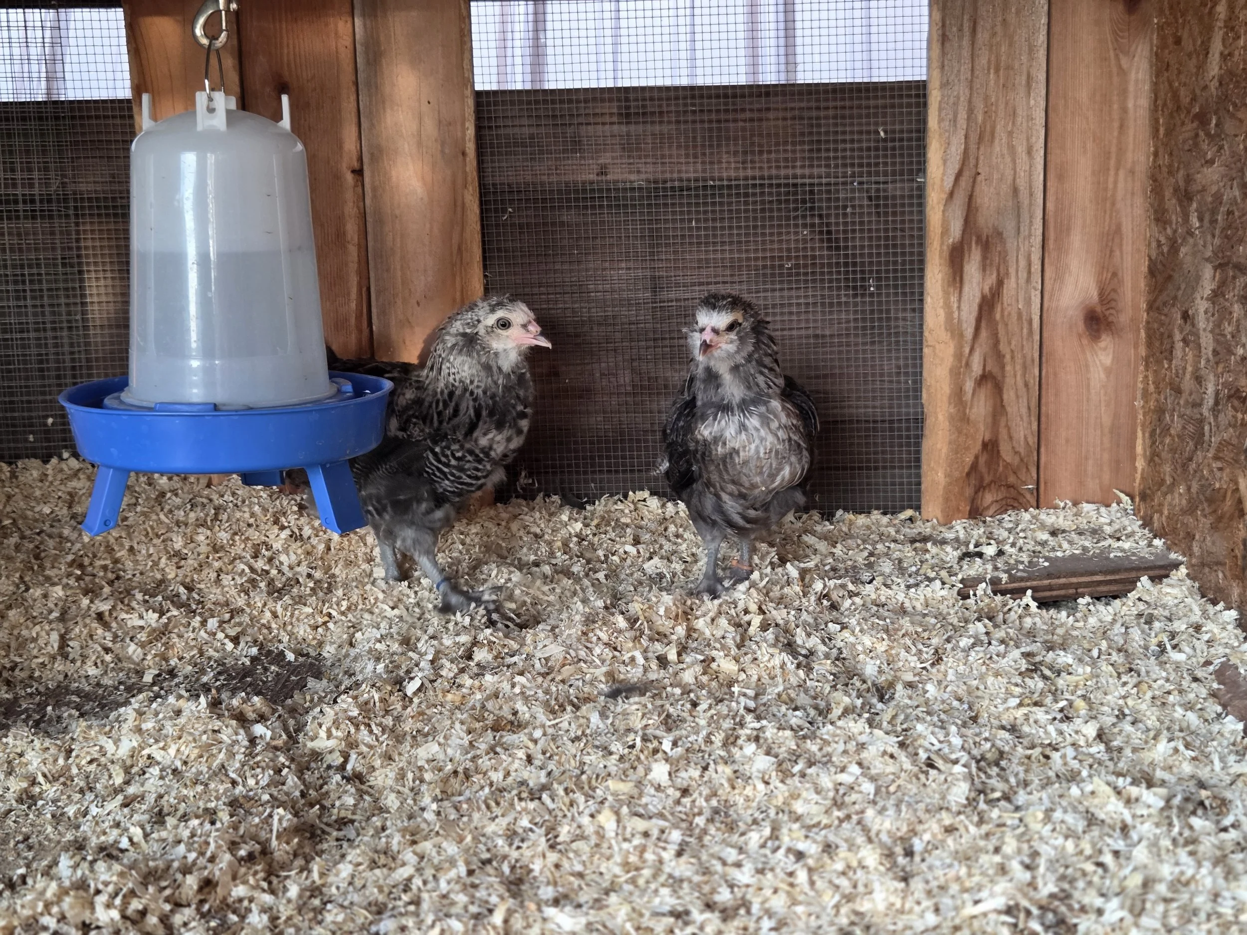 My first silver chicks 2025