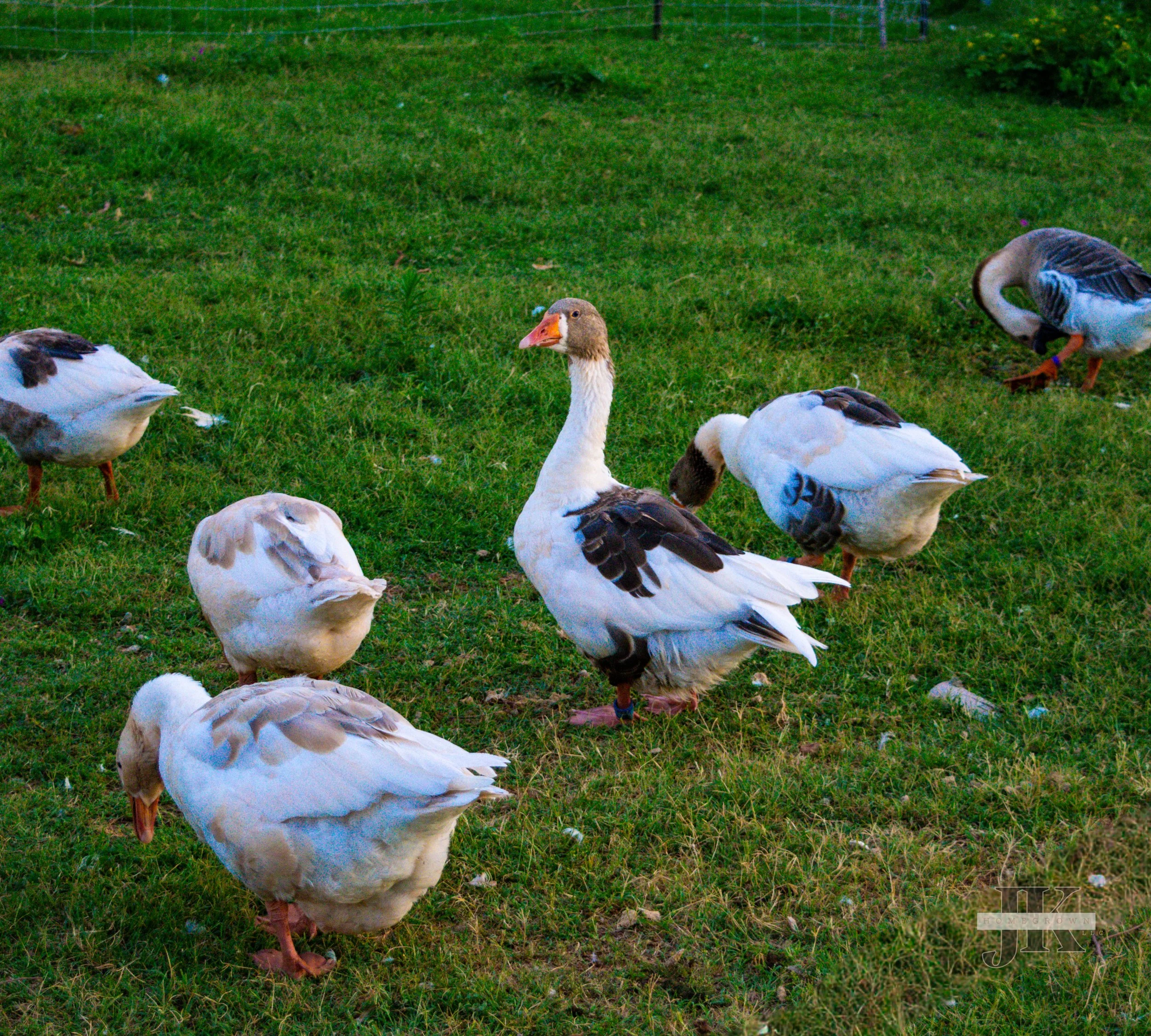 Pomeranian Geese