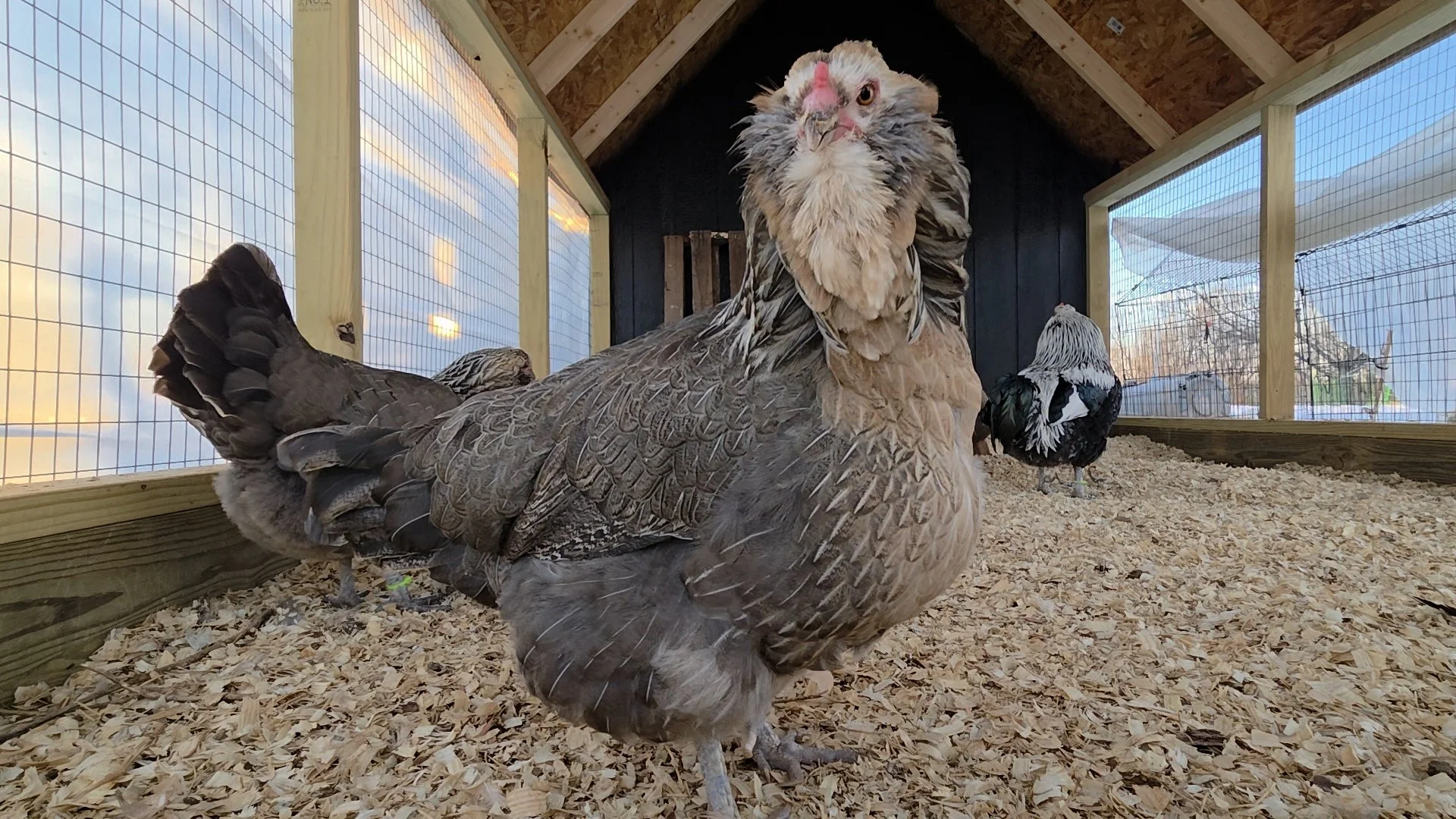 Silver Hen 2025