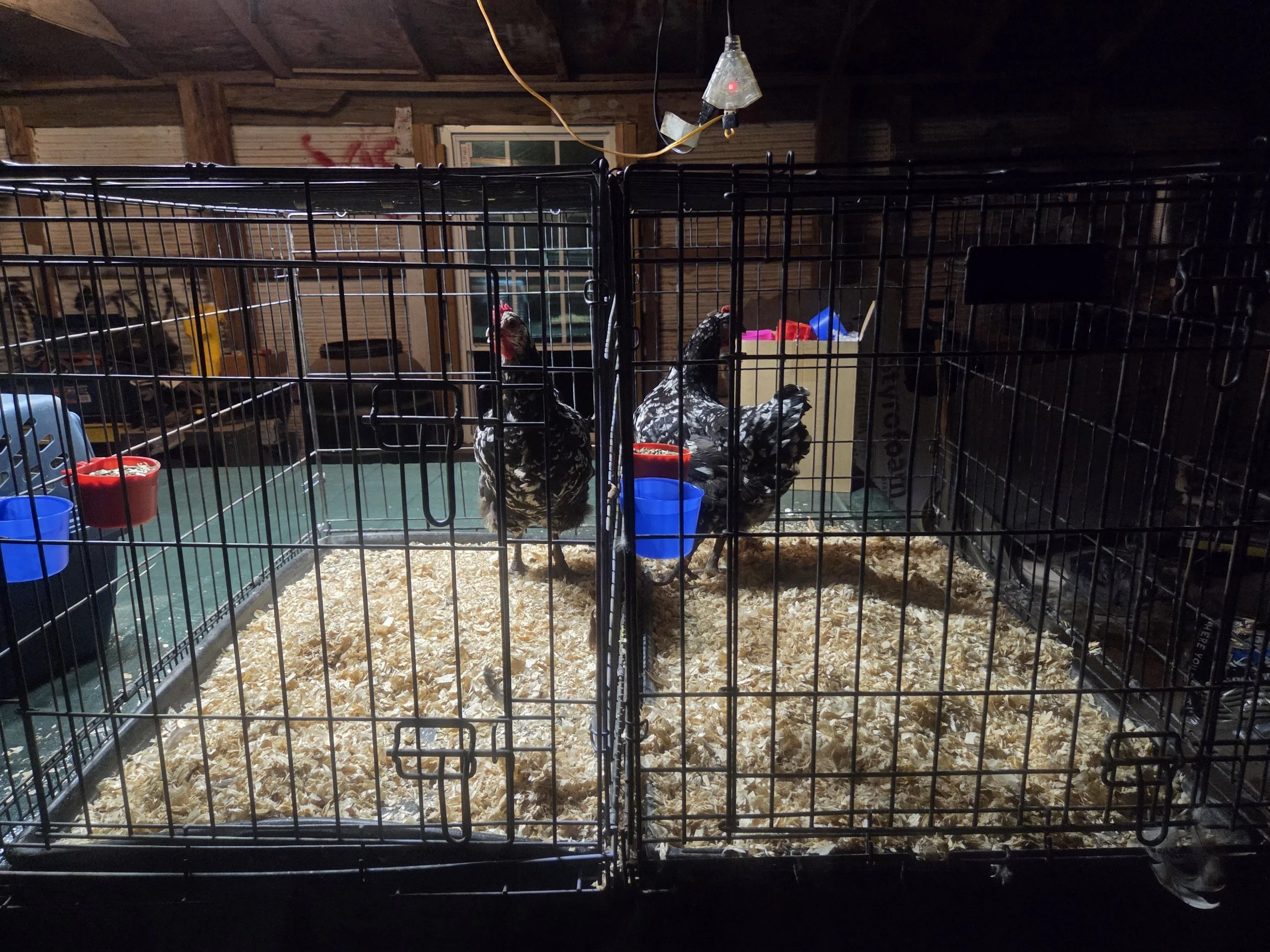 Getting the Java hens into cages