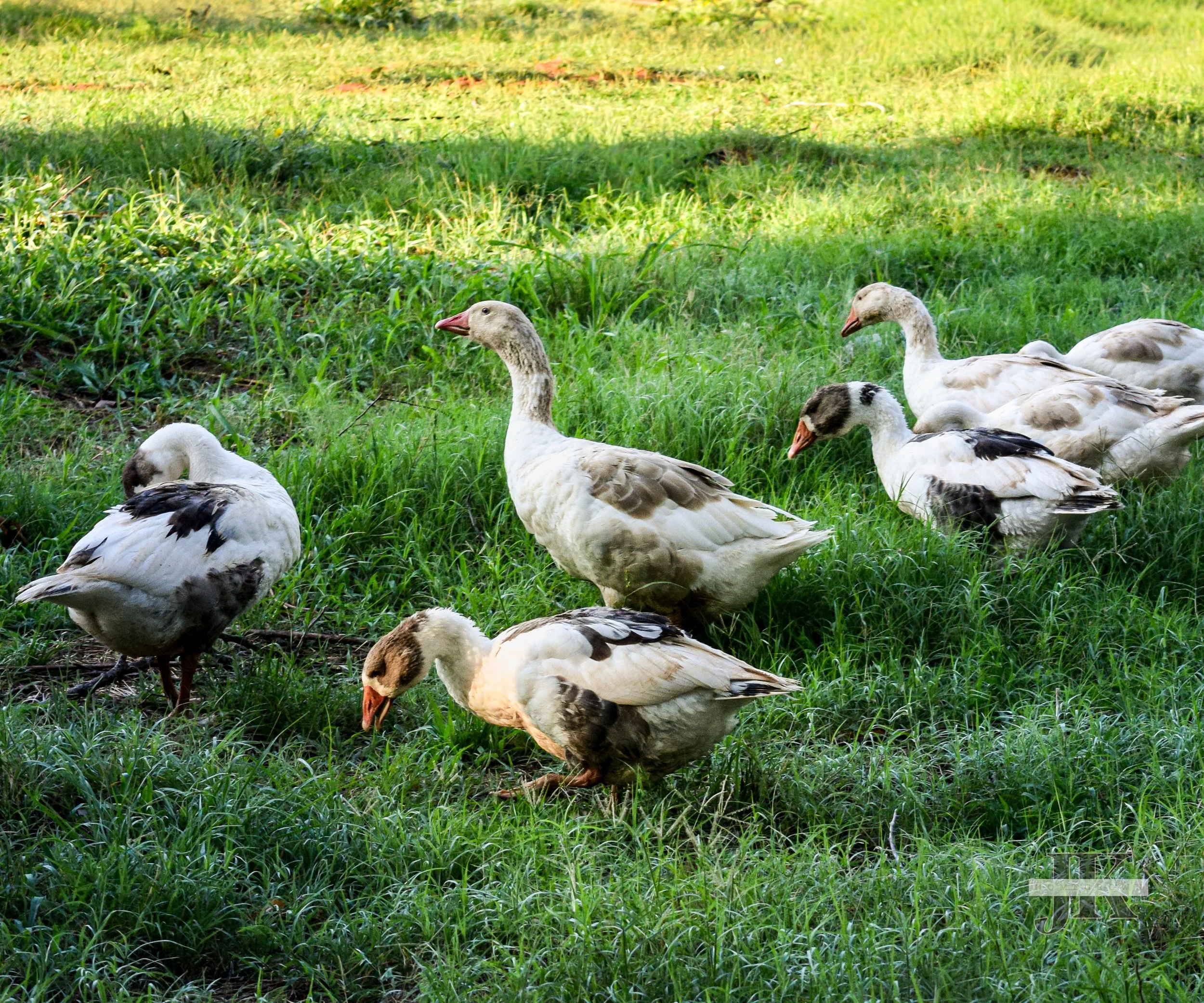 Pomeranian Geese
