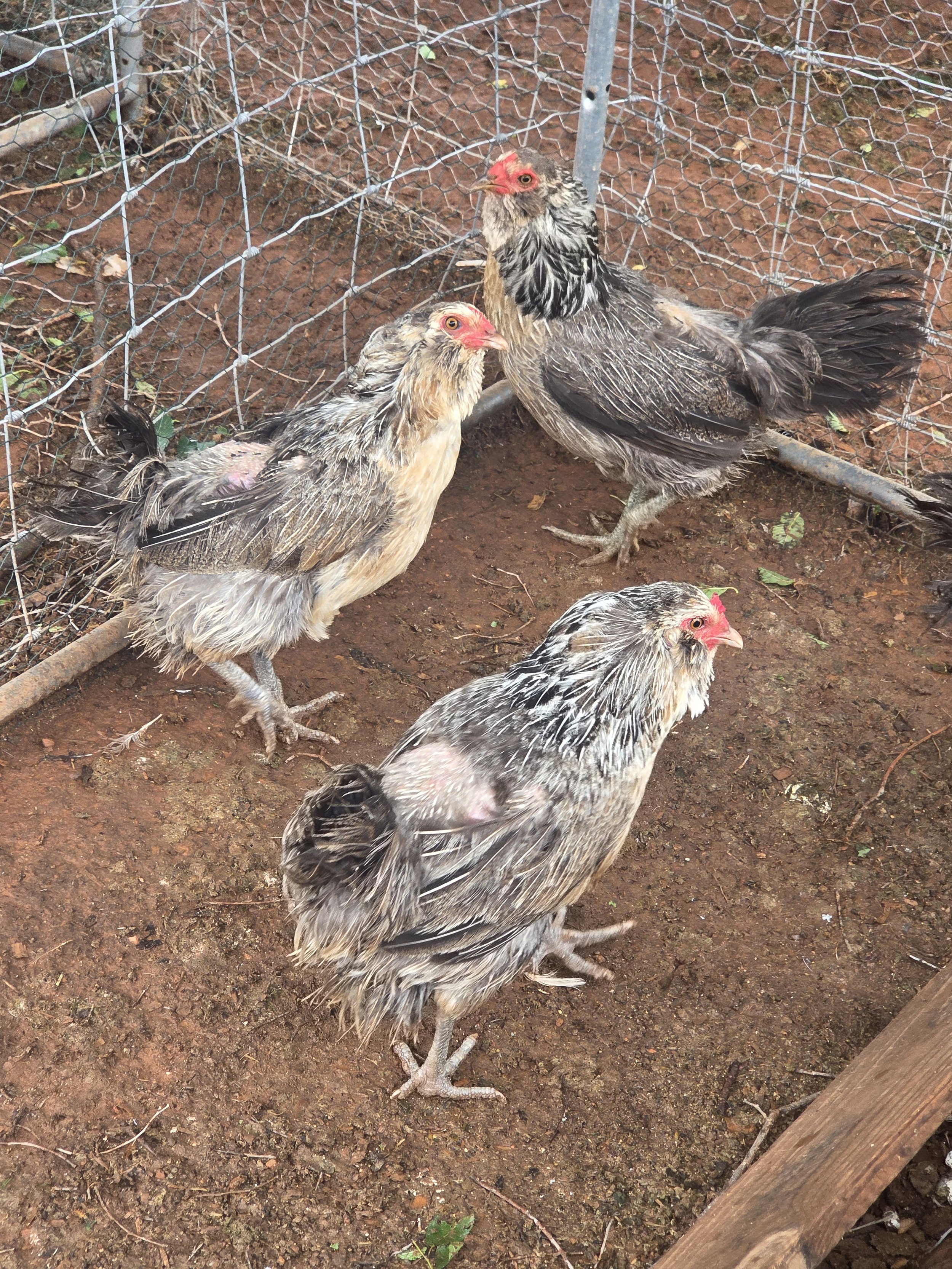 Scruffy Hens fresh off the road 2026