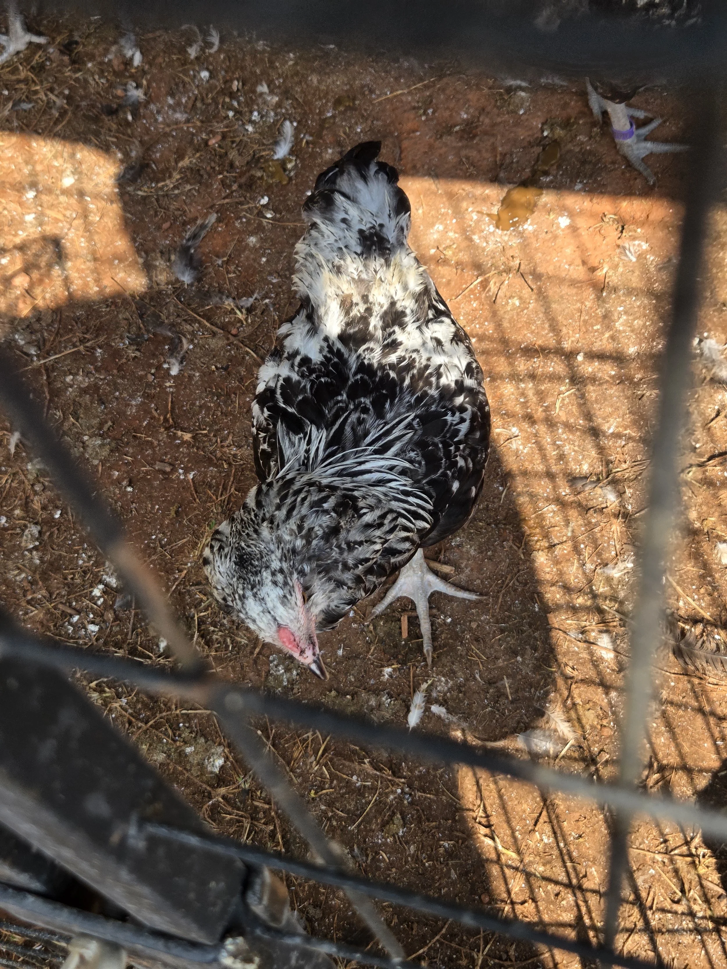 A Mojo cockerel
