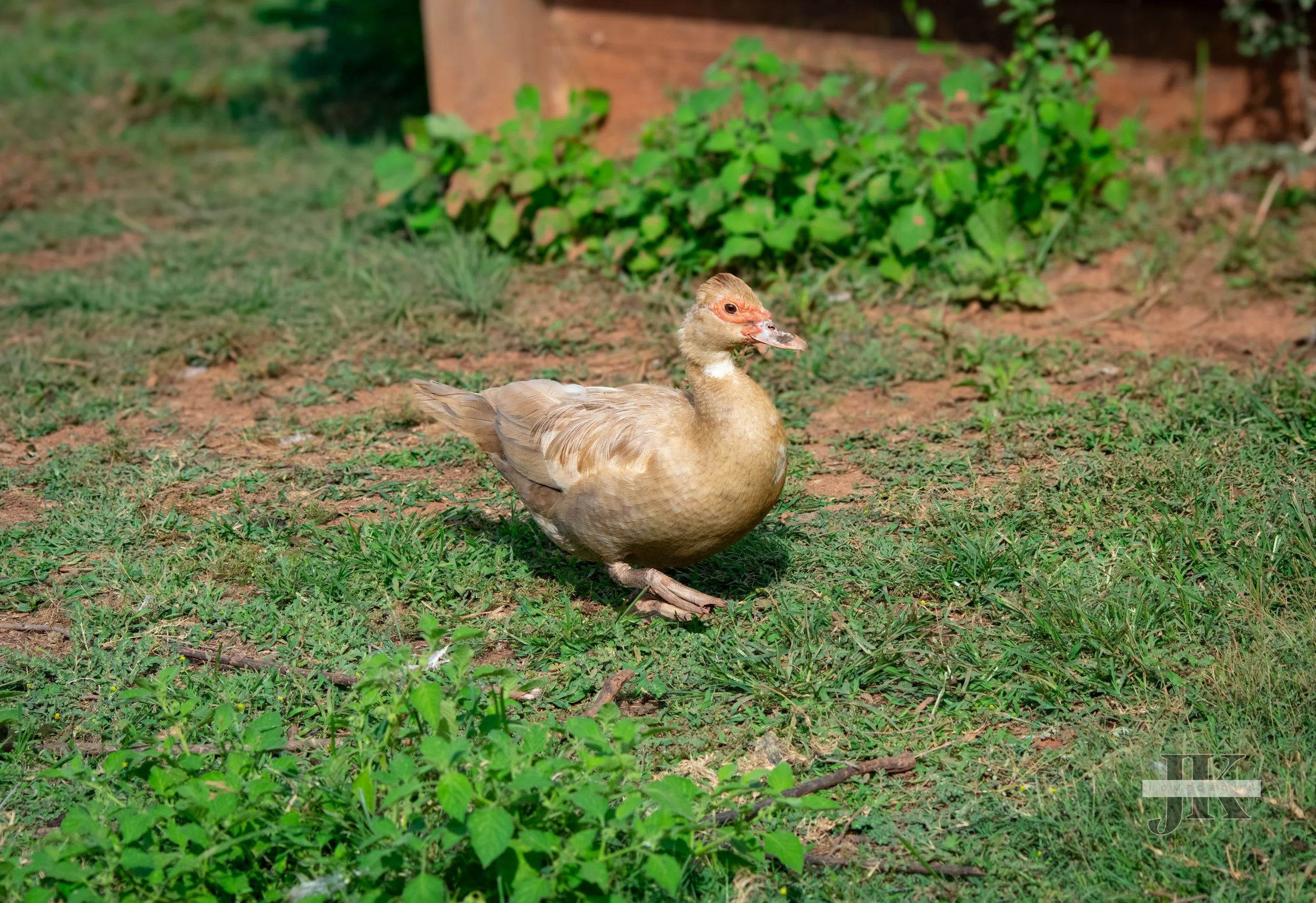 Jelly - lilac Muscovy duck