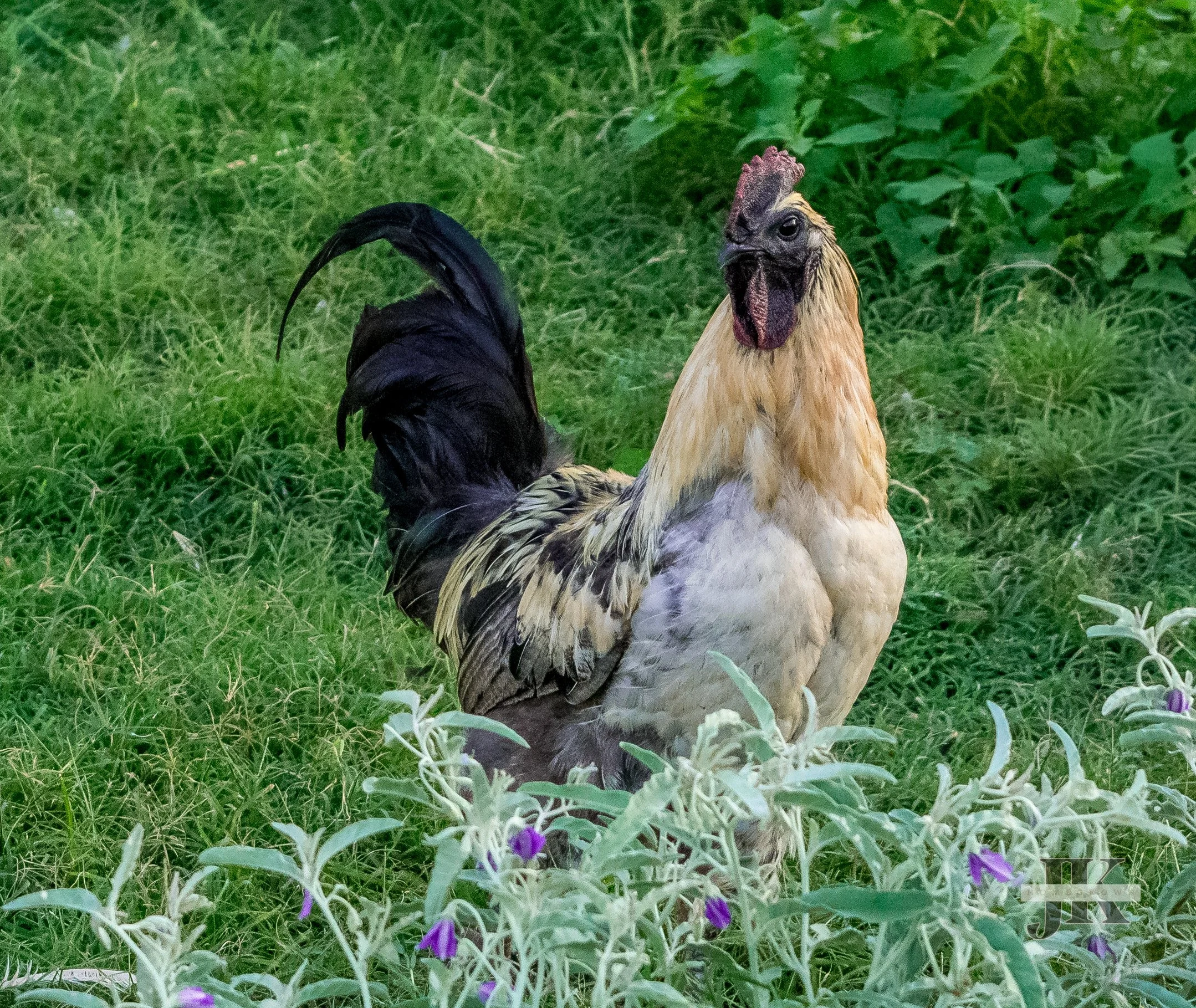 DSC_0312.jpg