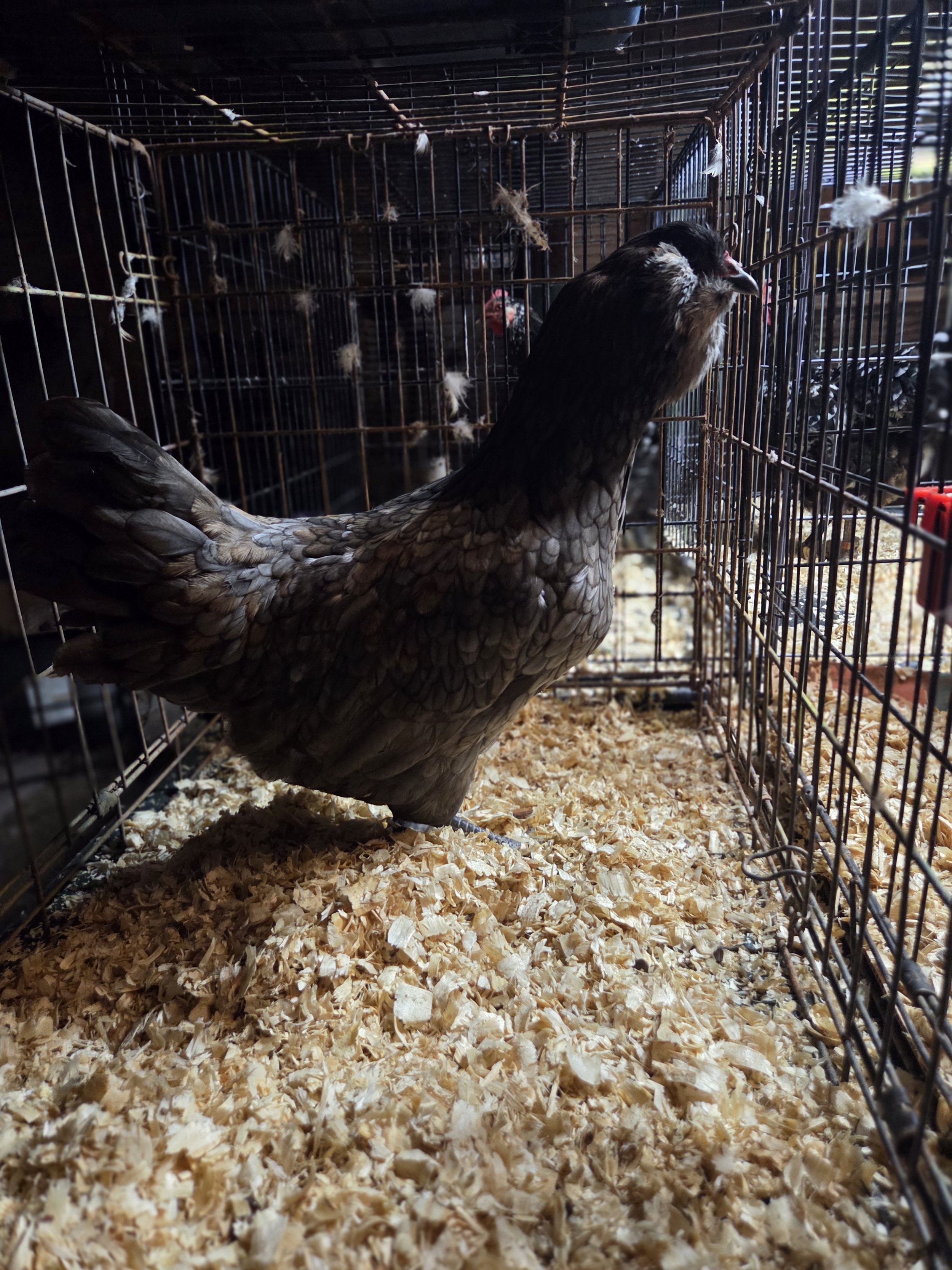 A Blue Ameraucana pullet