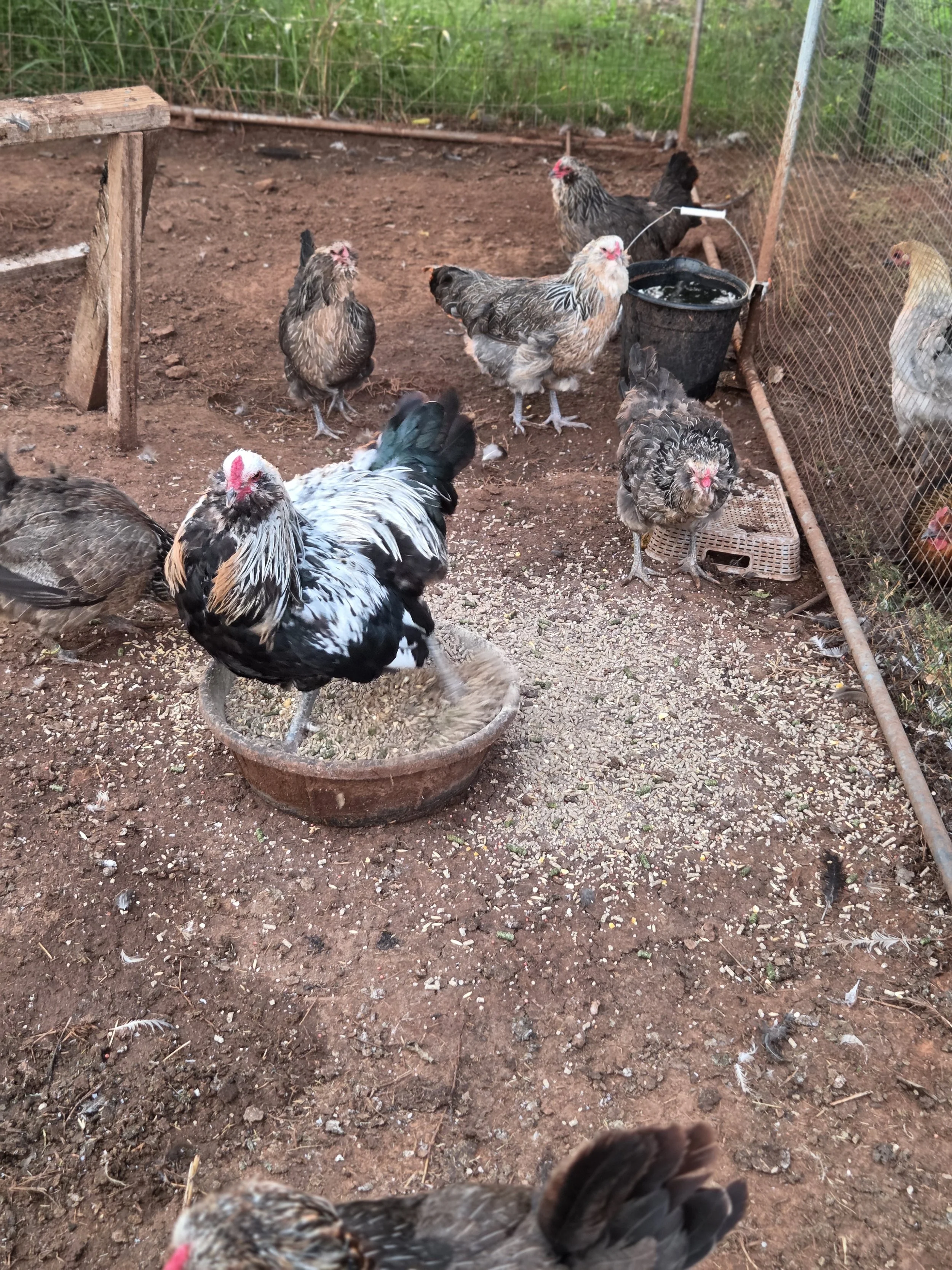 The Fall/Winter 2026 breeding group