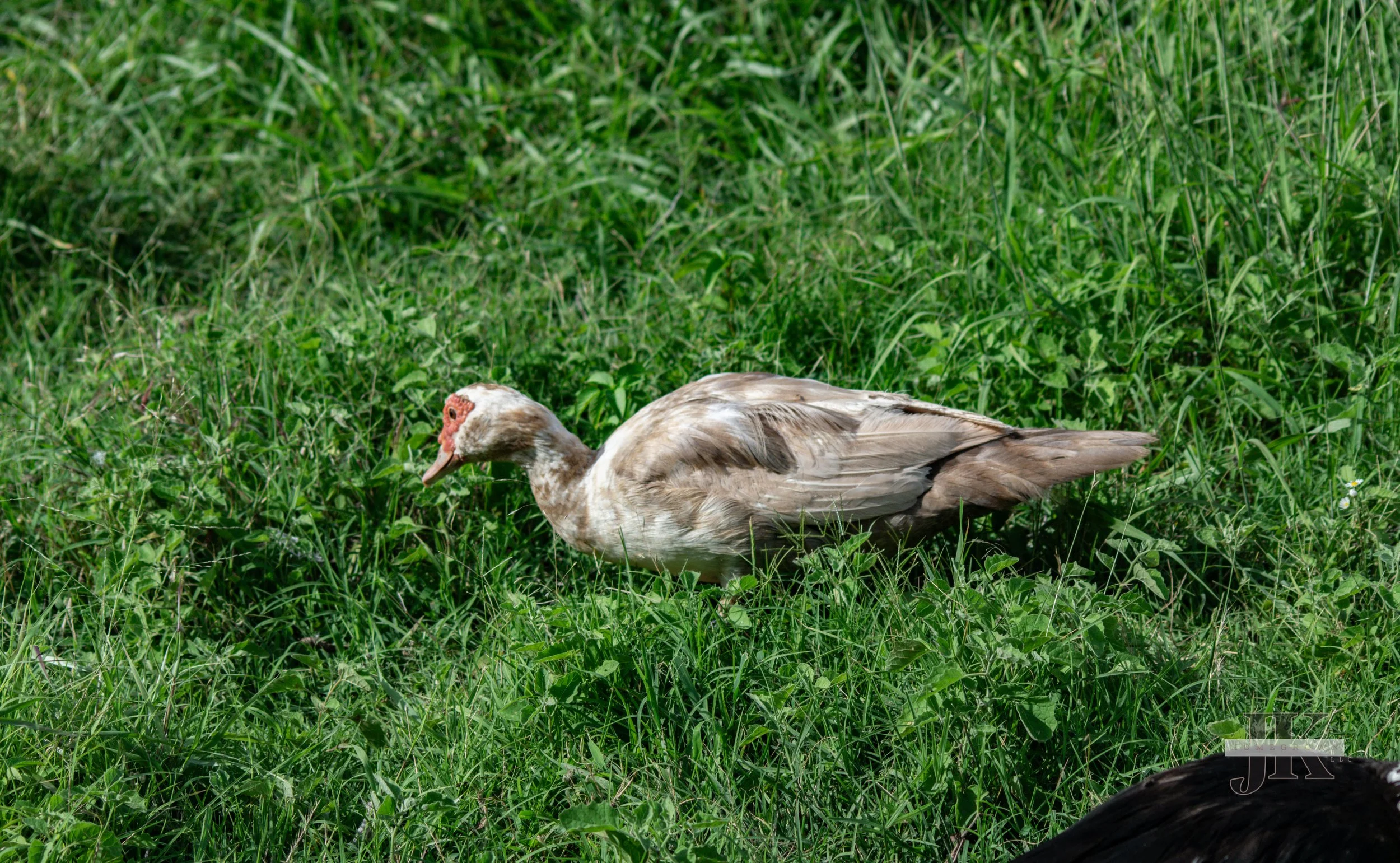 Nimbus - lilac Muscovy duck