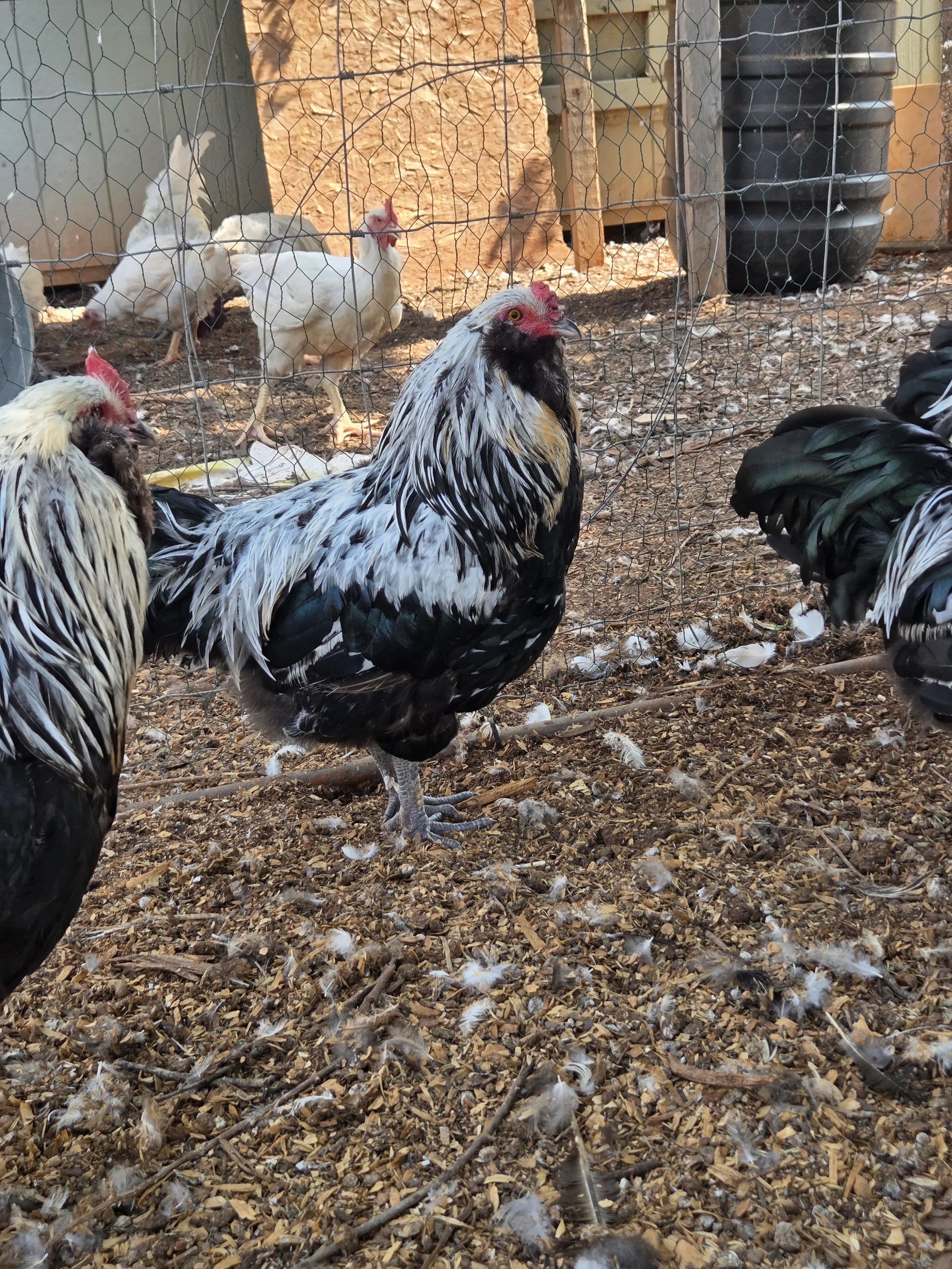 Making decisions on which cock to show