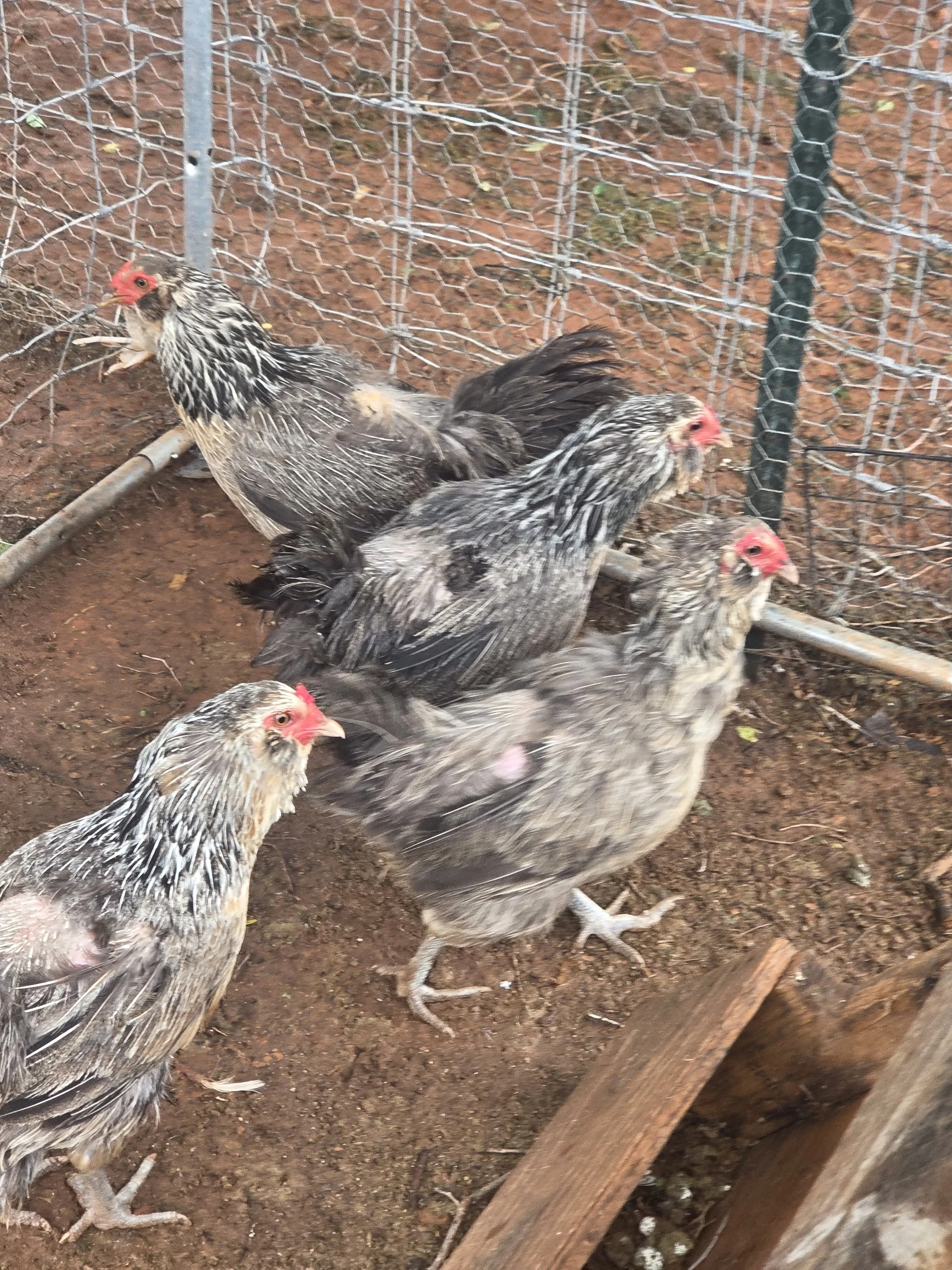 Scruffy Hens fresh off the road 2026