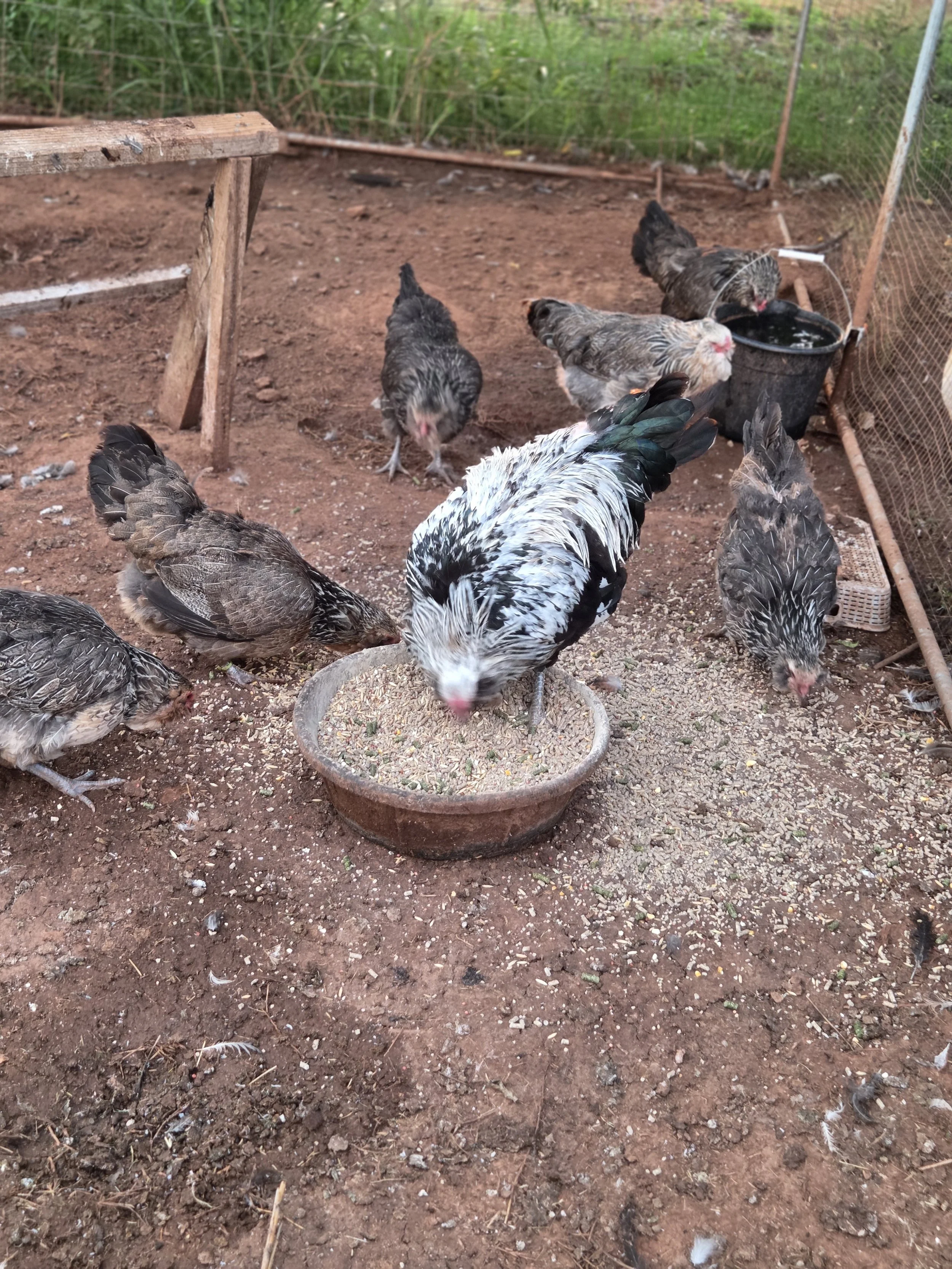 The Fall/Winter 2026 breeding group
